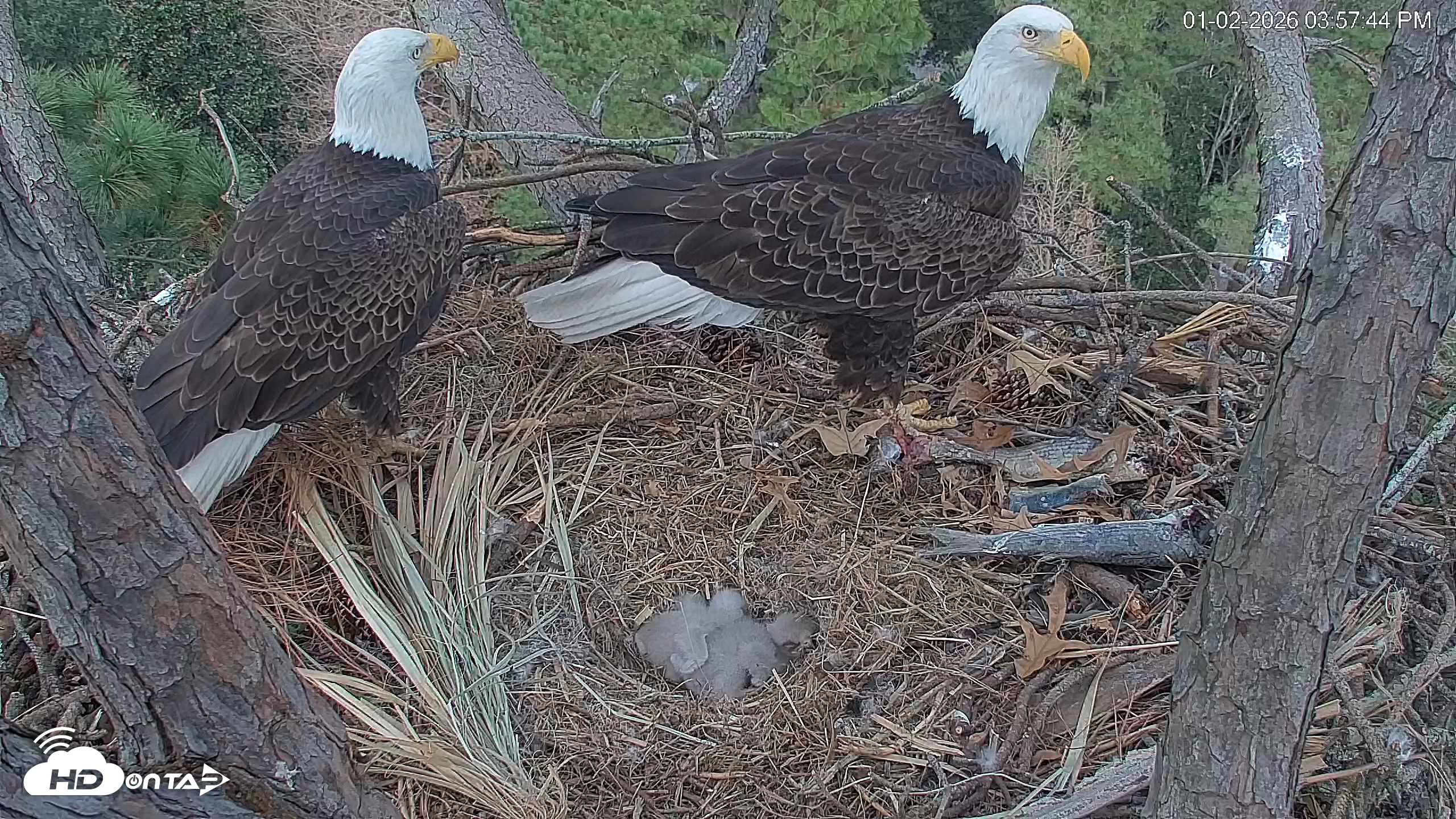 Snapshot of Hilton Head Island Eagles Live Webcam taken Jan 2, 2026, 3:58pm EST