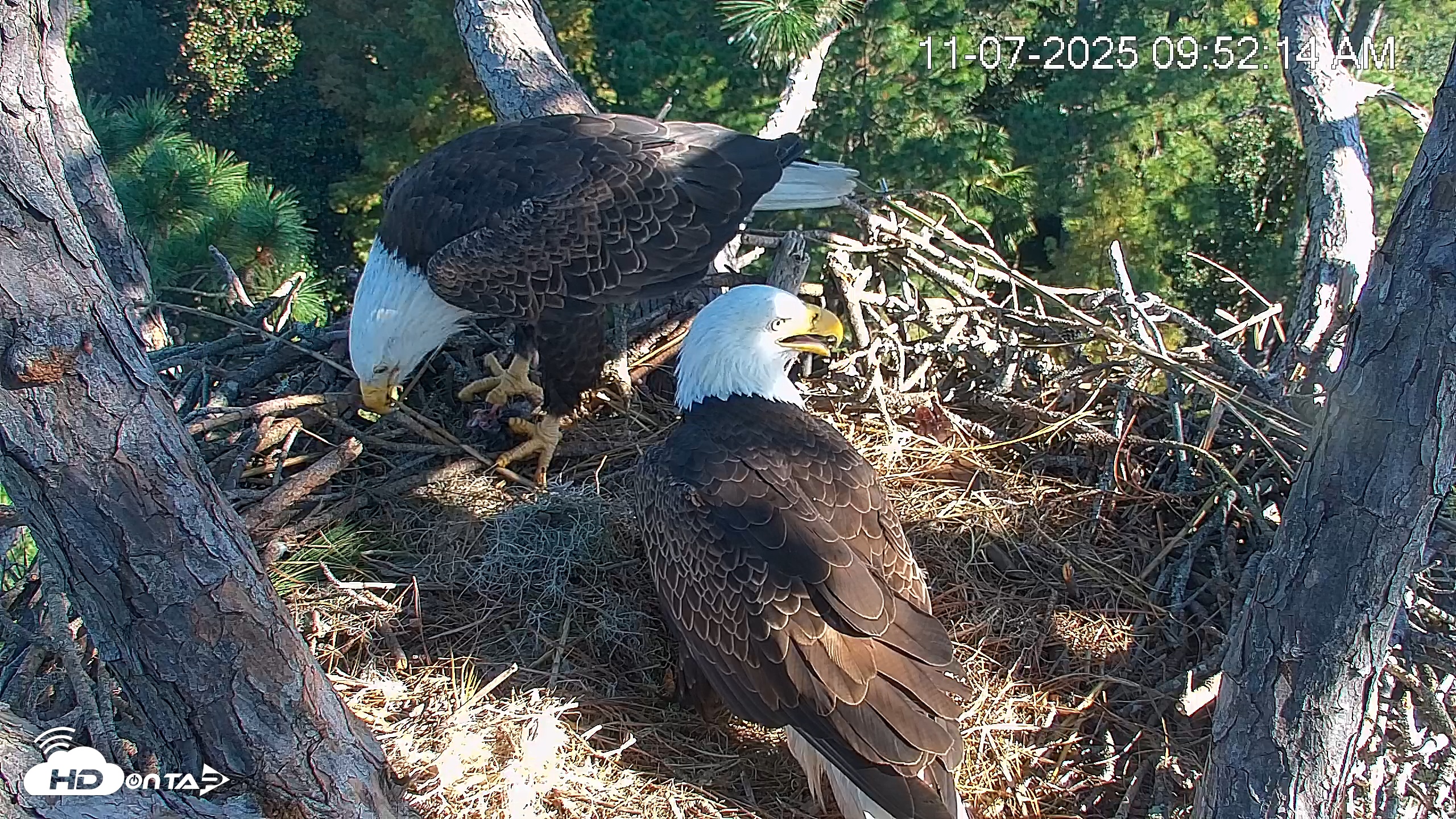 Snapshot of Hilton Head Island Eagles Live Webcam taken Nov 7, 2025, 9:52am EST