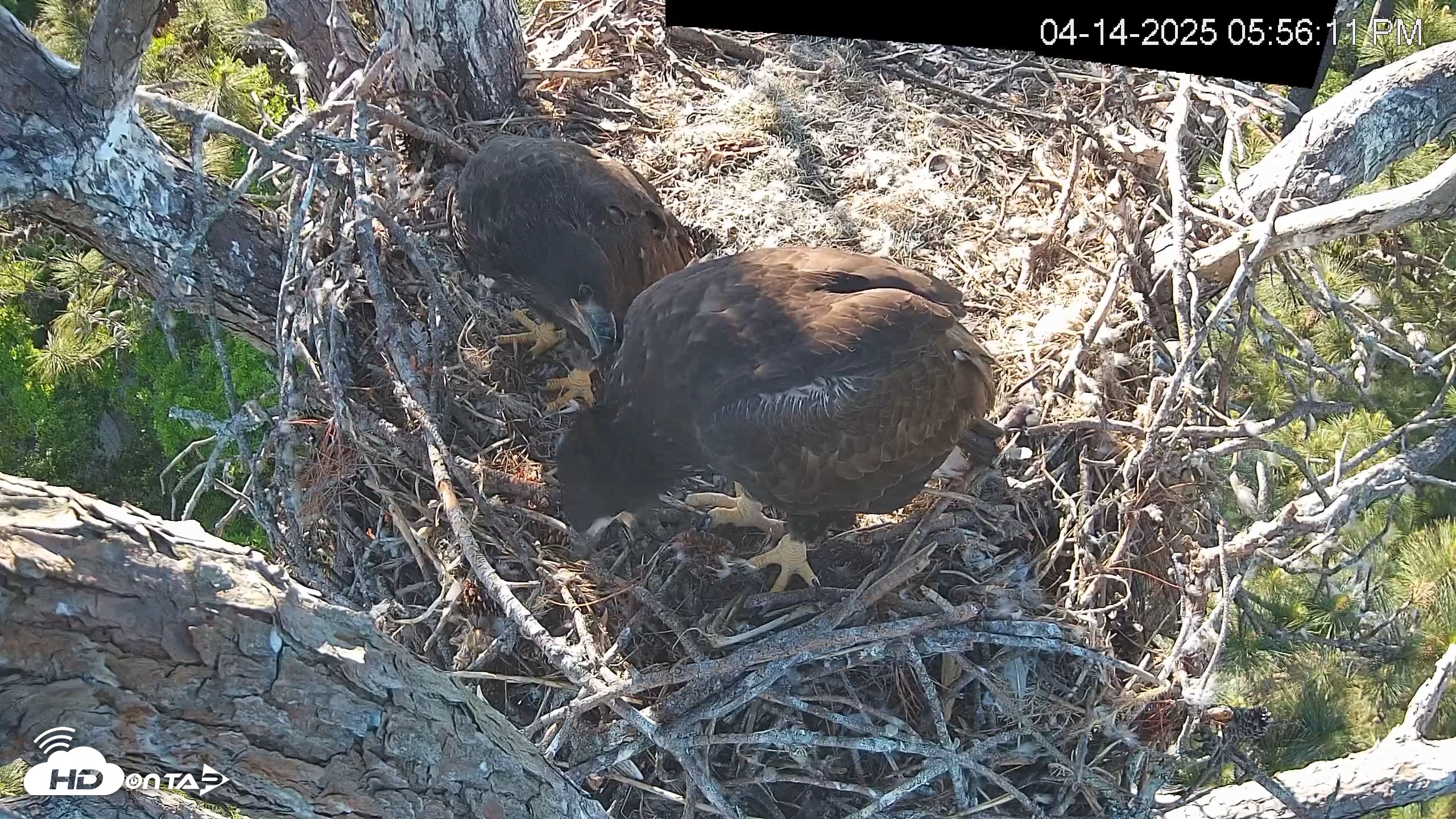 Snapshot of Hilton Head Island Eagles Live Webcam taken Apr 14, 2025, 5:56pm EDT