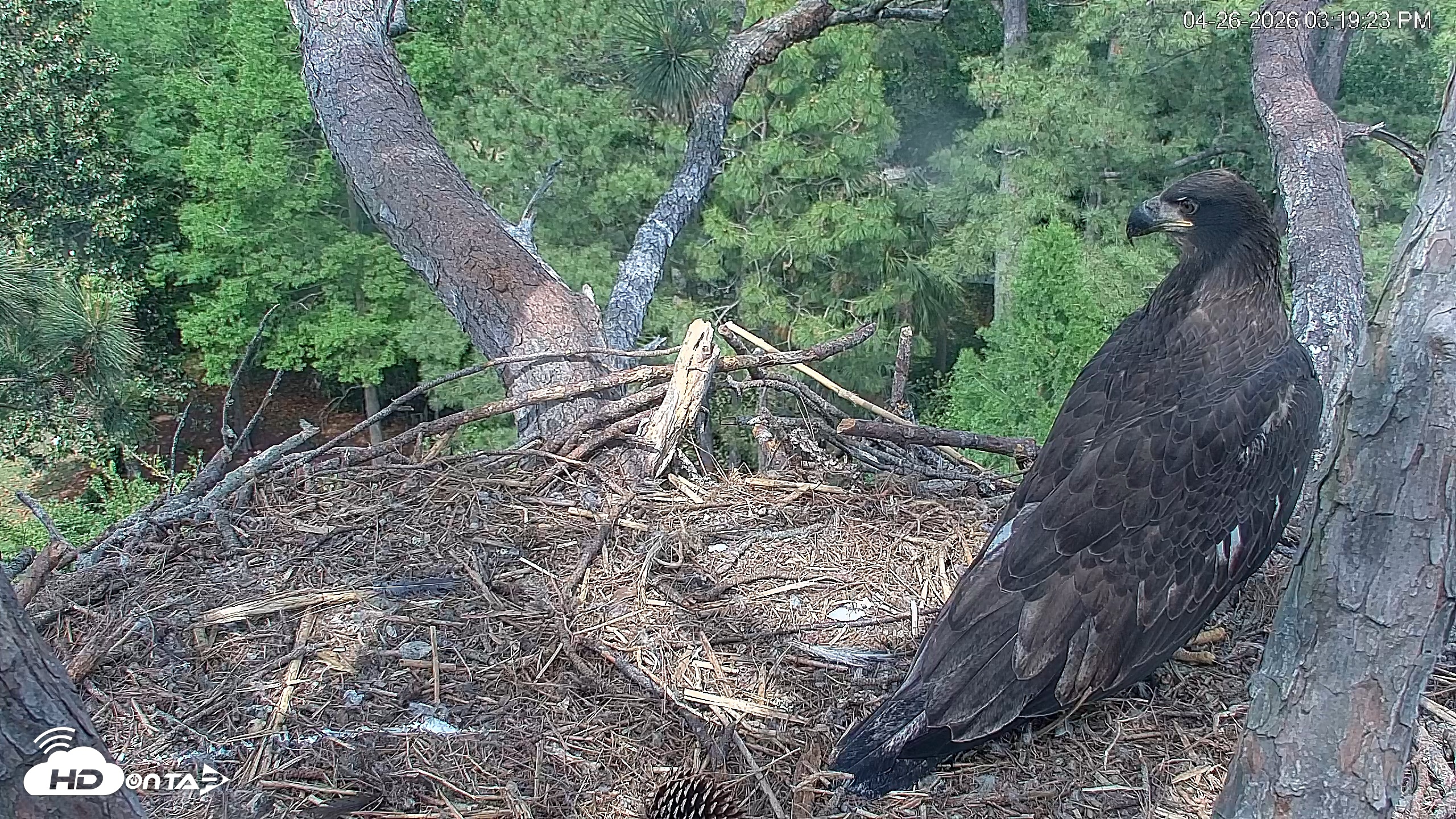Snapshot of Hilton Head Island Eagles Live Webcam taken Apr 26, 2026, 3:19pm EDT