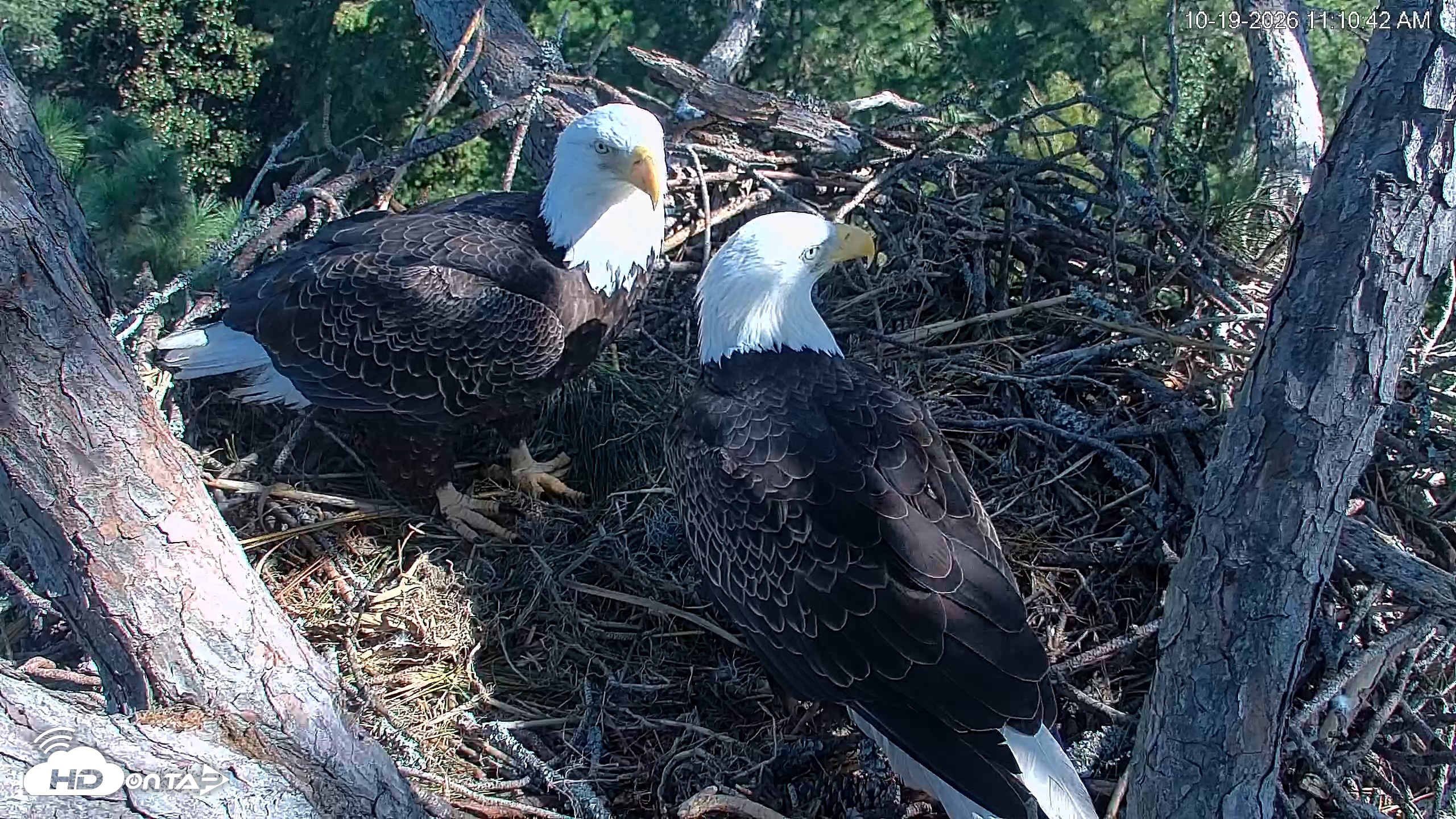 Snapshot of Hilton Head Island Eagles Live Webcam taken Oct 19, 2026, 11:11am EDT