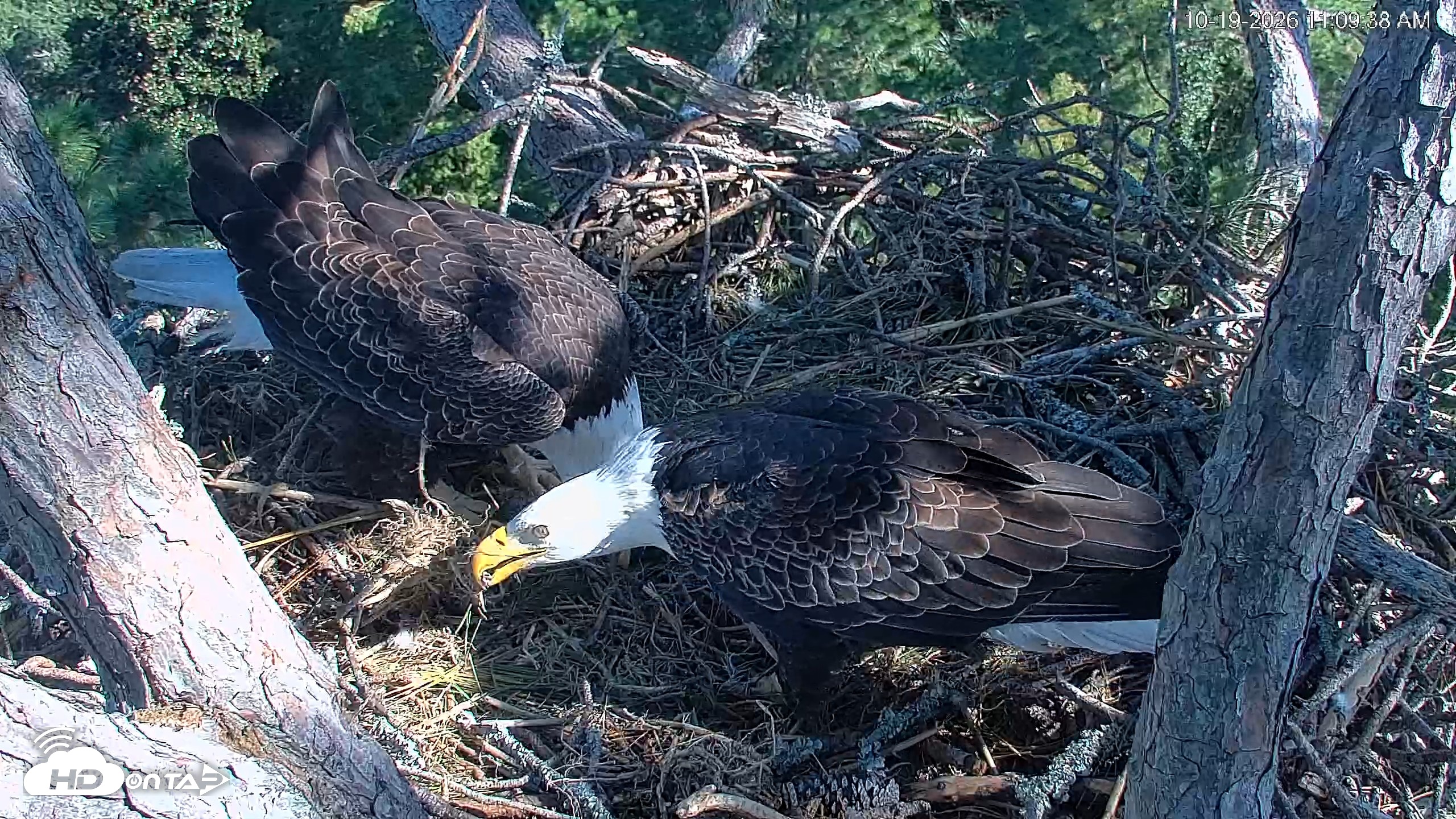 Snapshot of Hilton Head Island Eagles Live Webcam taken Oct 19, 2026, 11:10am EDT