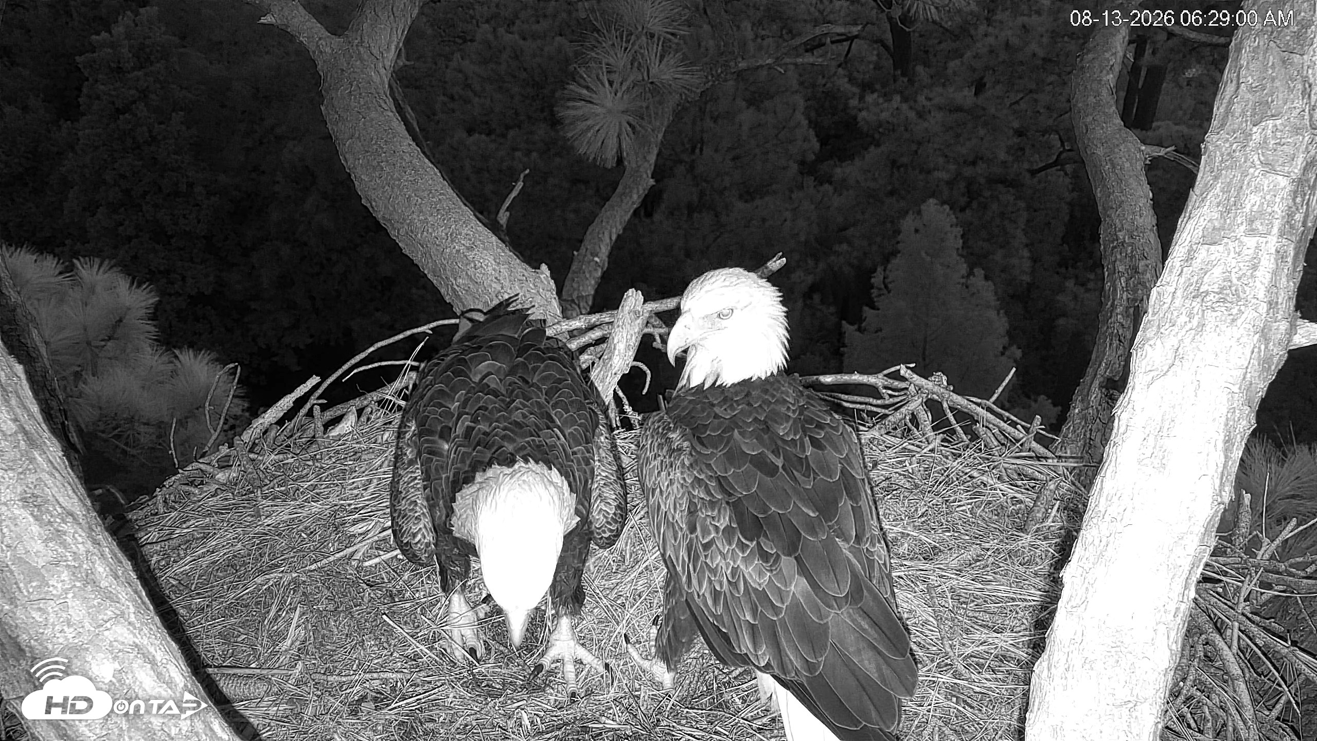 Snapshot of Hilton Head Island Eagles Live Webcam taken Aug 13, 2026, 6:29am EDT