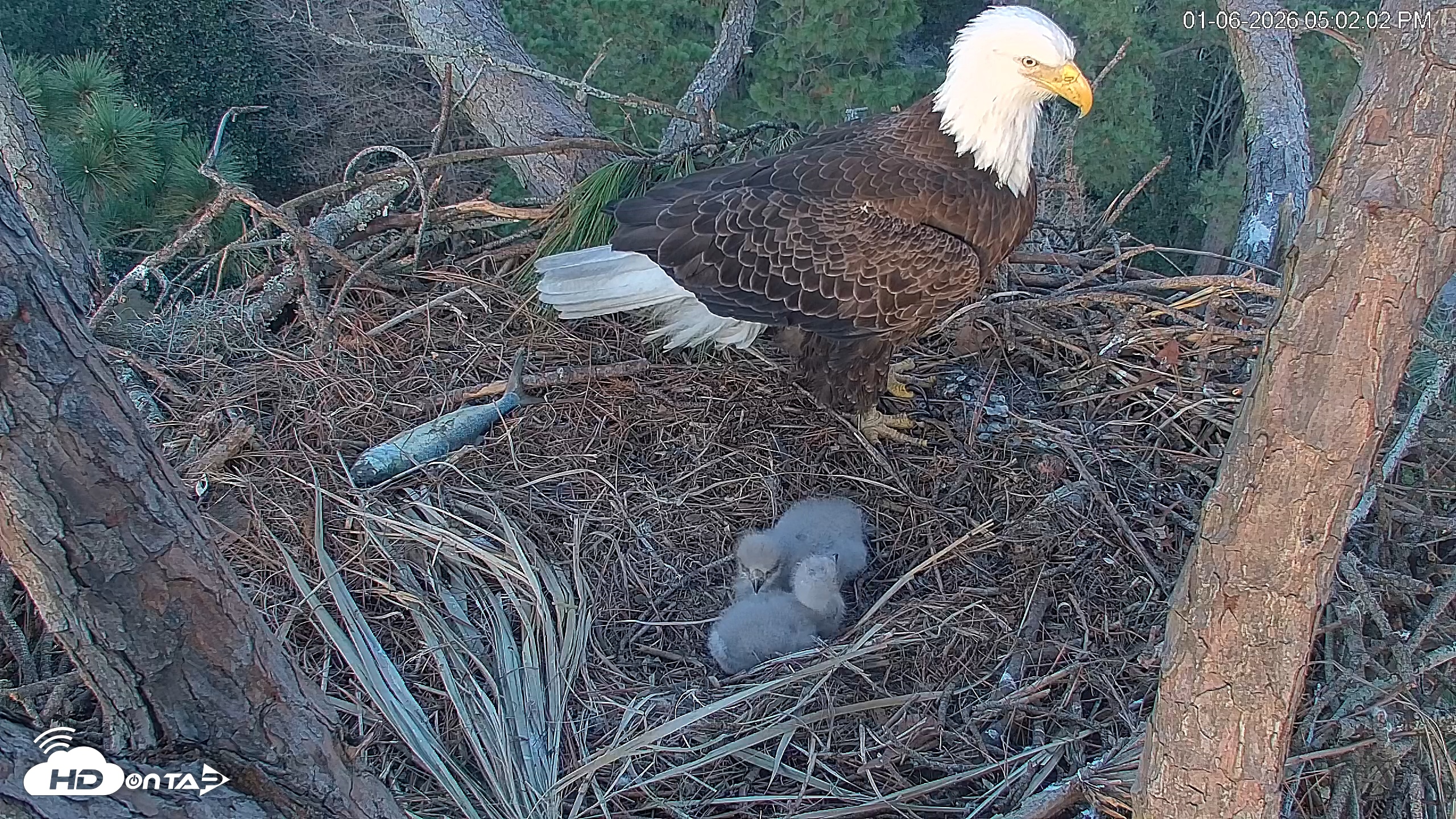 Snapshot of Hilton Head Island Eagles Live Webcam taken Jan 6, 2026, 5:02pm EST