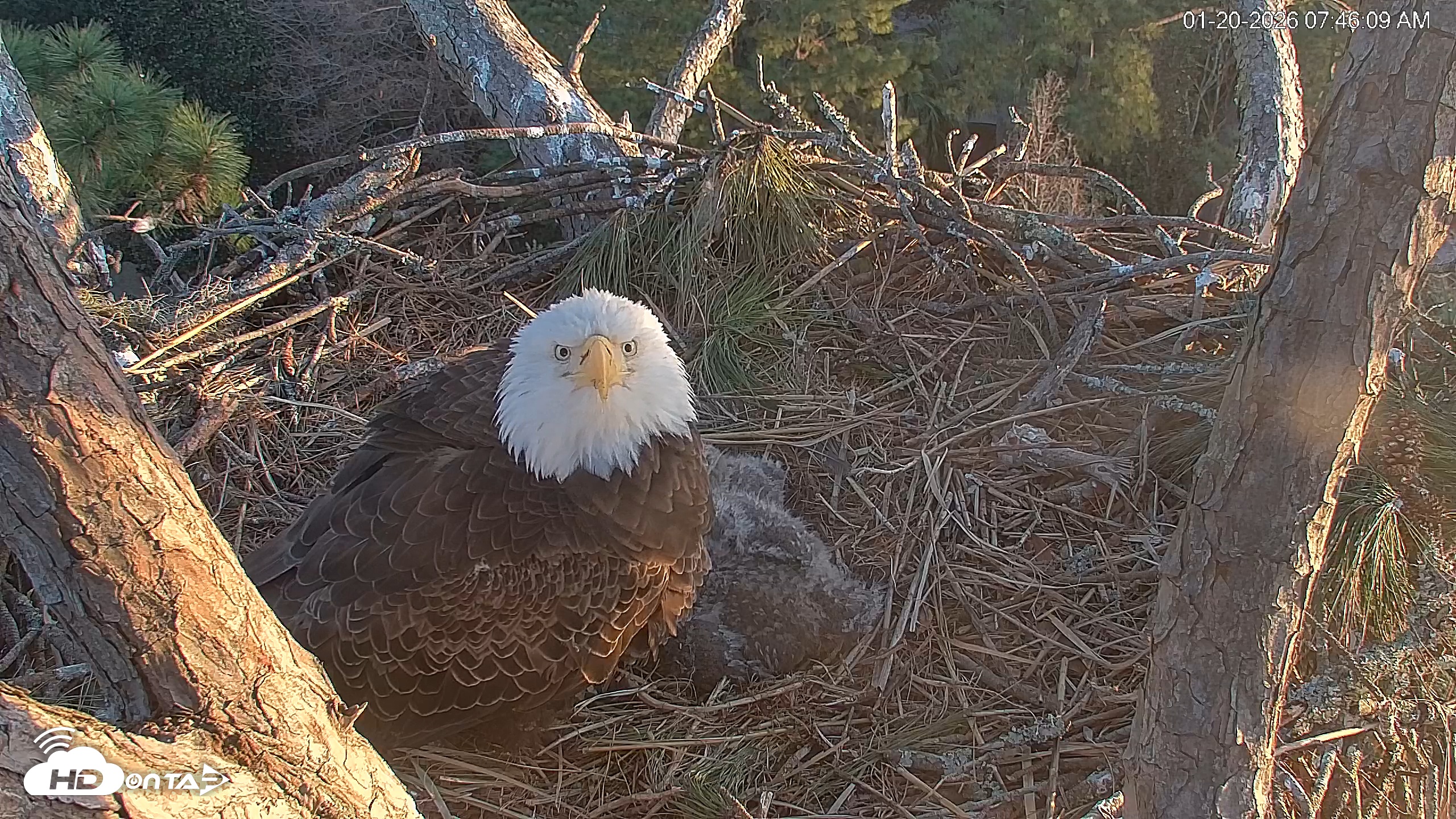 Snapshot of Hilton Head Island Eagles Live Webcam taken Jan 20, 2026, 7:47am EST