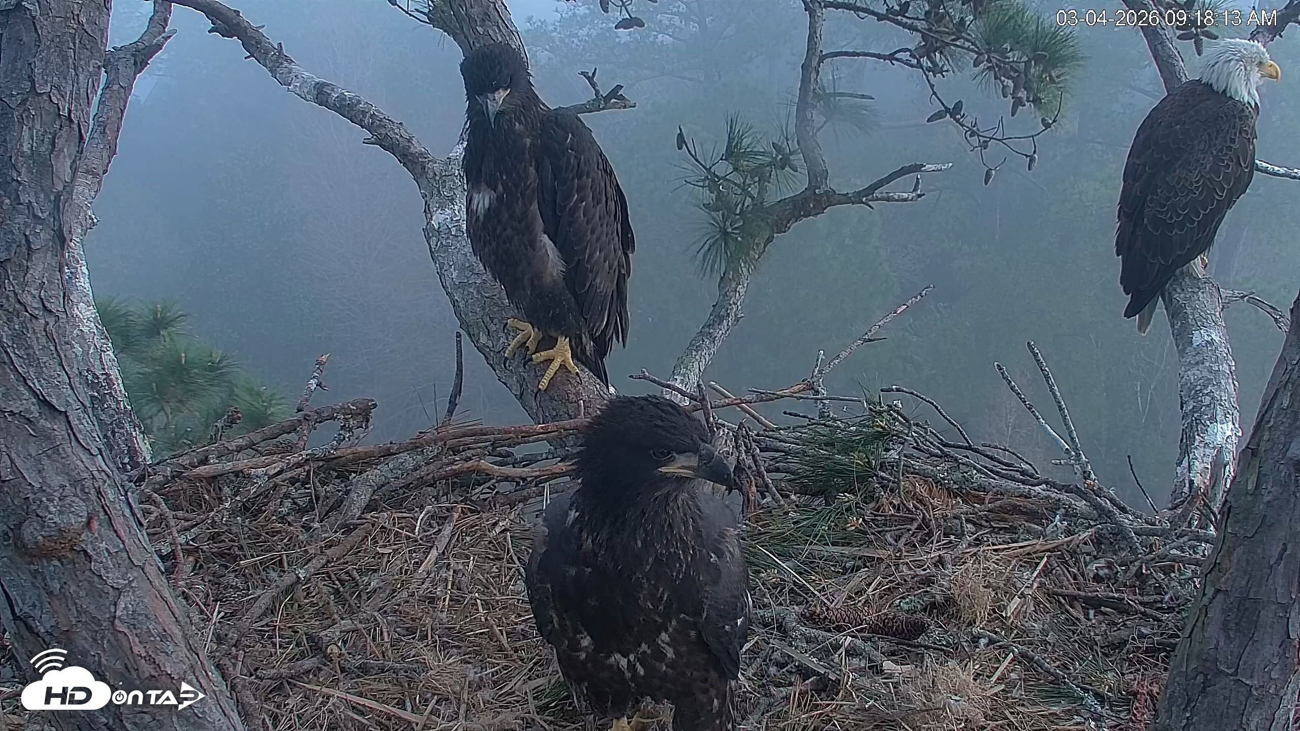Snapshot of Hilton Head Island Eagles Live Webcam taken Mar 4, 2026, 9:18am EST