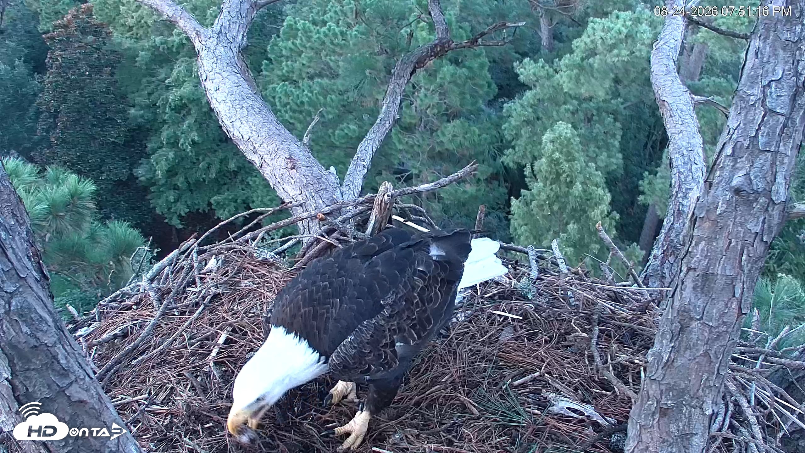 Snapshot of Hilton Head Island Eagles Live Webcam taken Aug 24, 2026, 7:51pm EDT