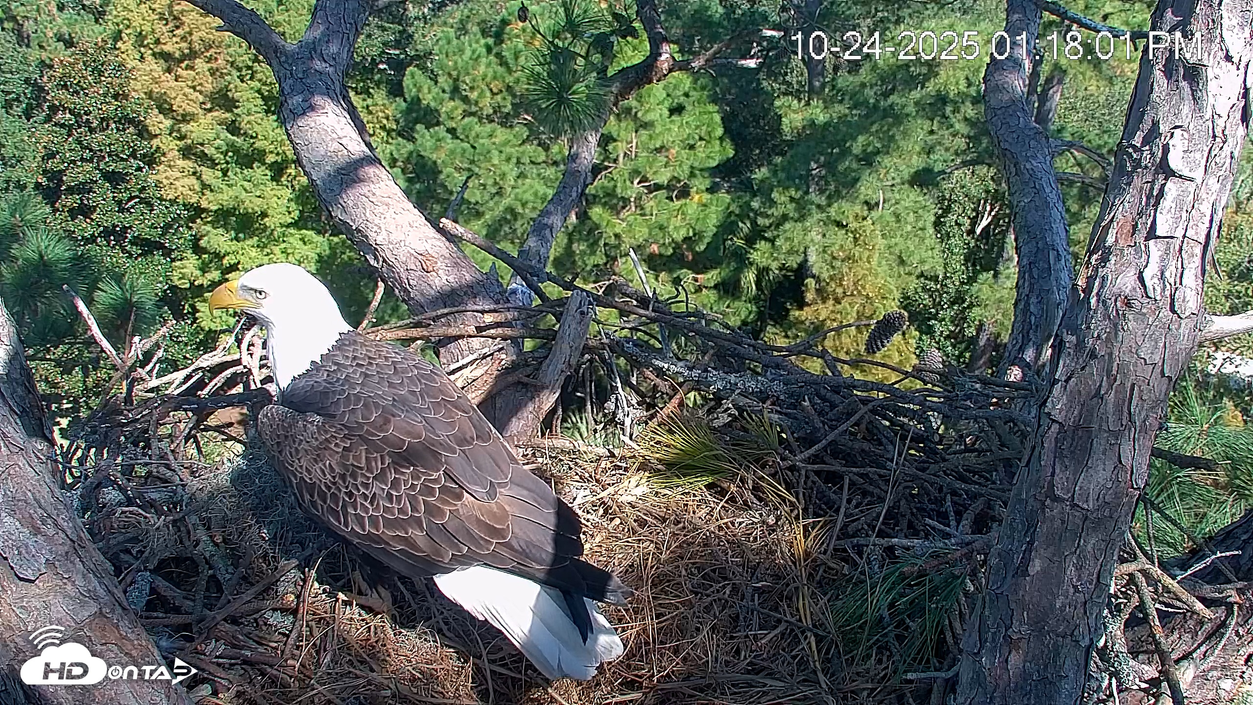 Snapshot of Hilton Head Island Eagles Live Webcam taken Oct 24, 2025, 1:18pm EDT