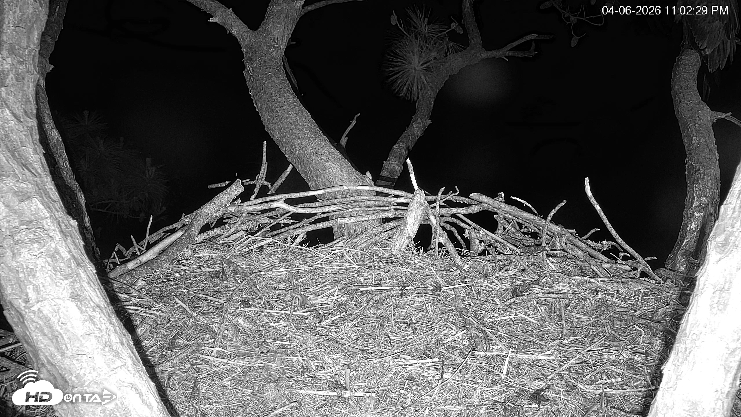 Snapshot of Hilton Head Island Eagles Live Webcam taken Apr 6, 2026, 11:02pm EDT