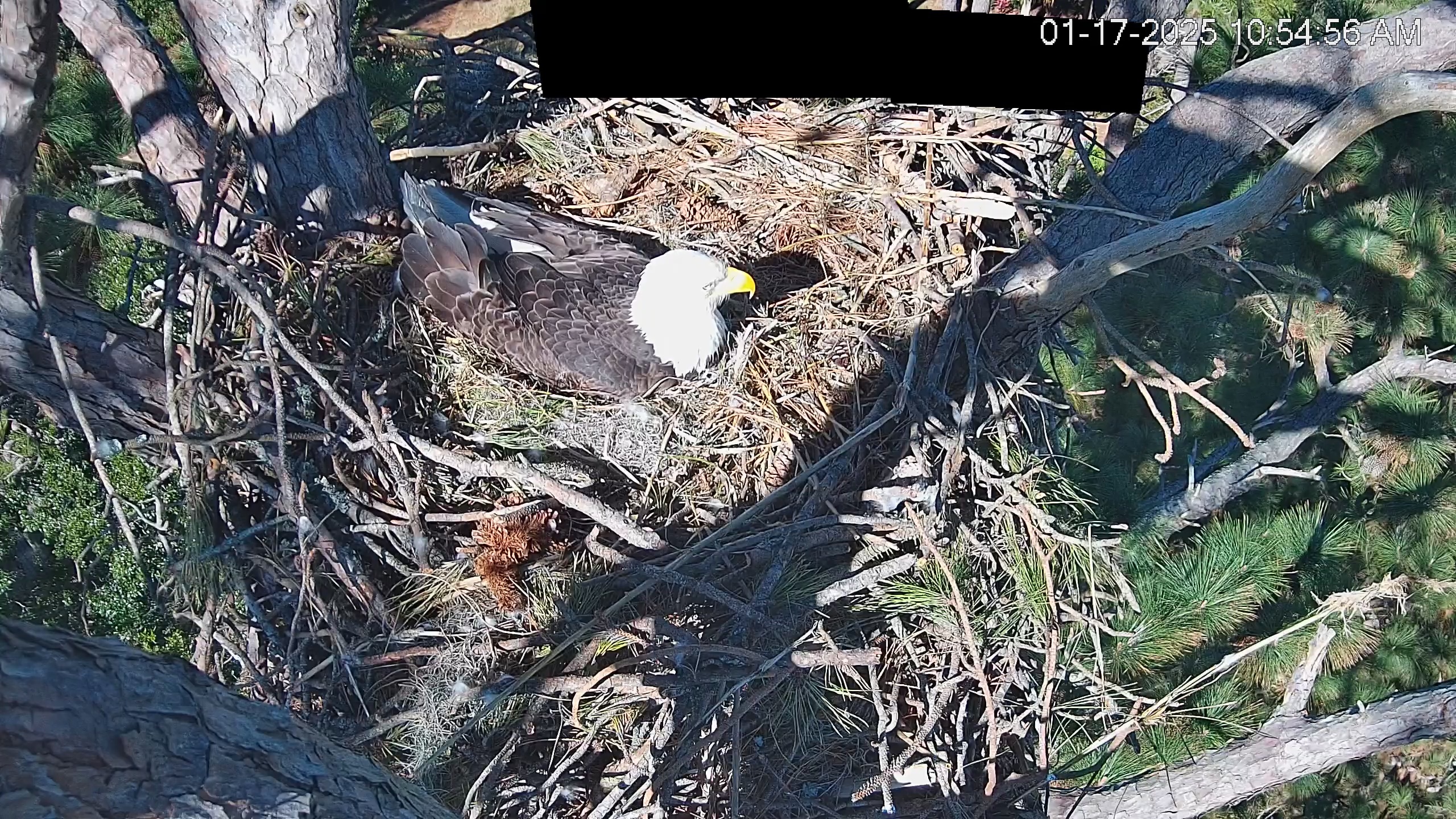 Snapshot of Hilton Head Island Eagles Live Webcam taken Jan 17, 2025, 10:55am EST