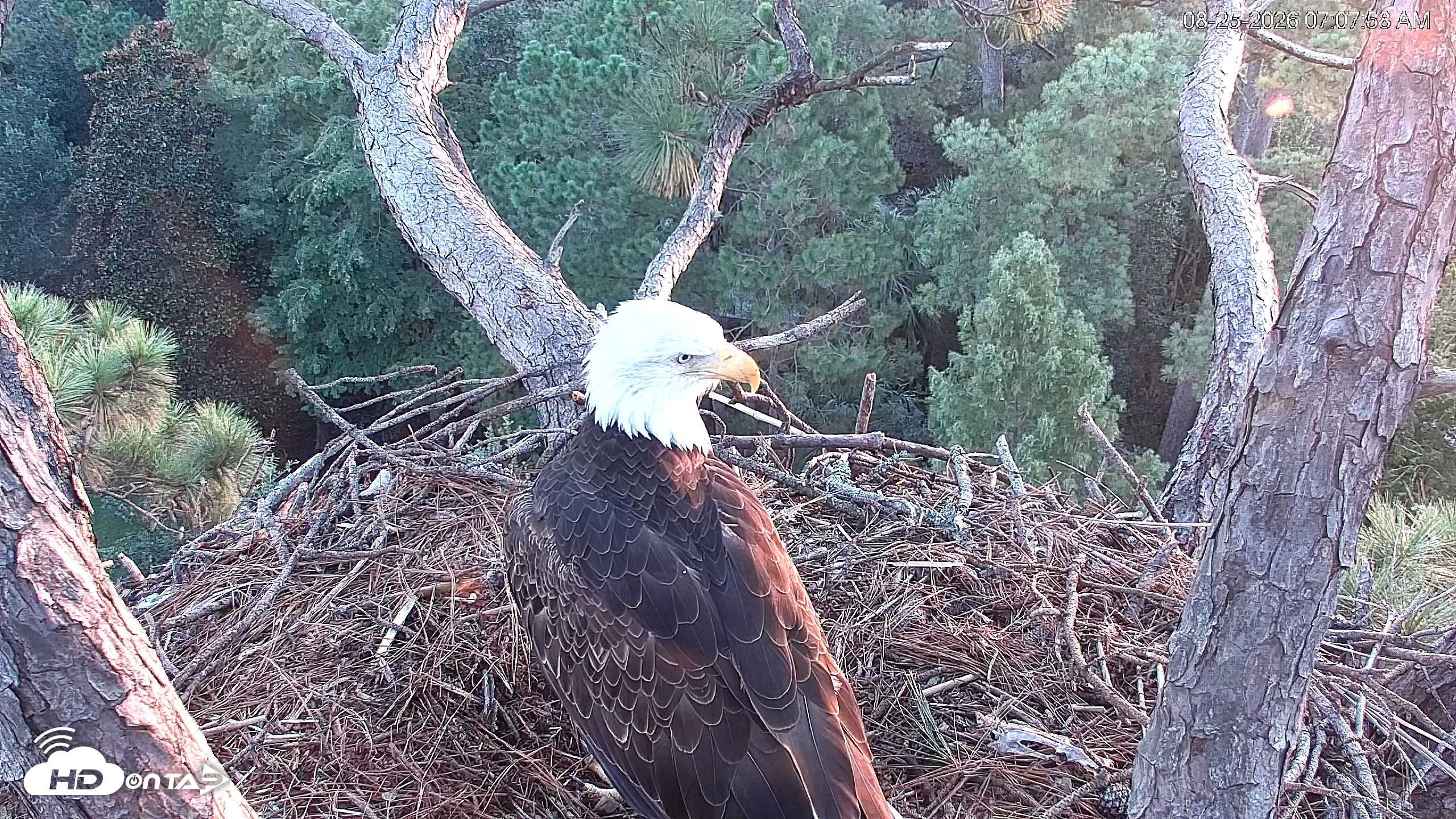 Snapshot of Hilton Head Island Eagles Live Webcam taken Aug 25, 2026, 7:08am EDT