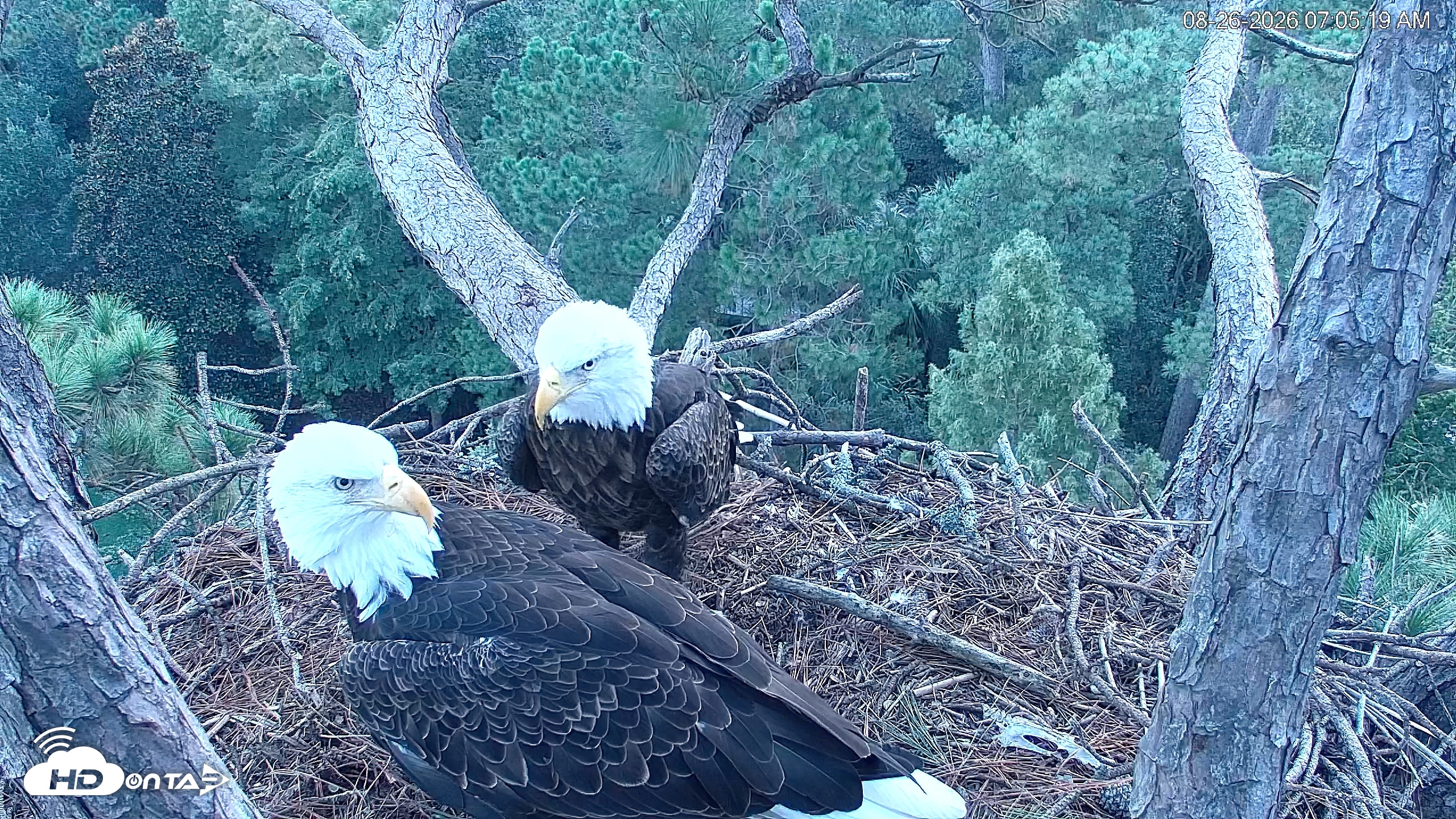 Snapshot of Hilton Head Island Eagles Live Webcam taken Aug 26, 2026, 7:05am EDT