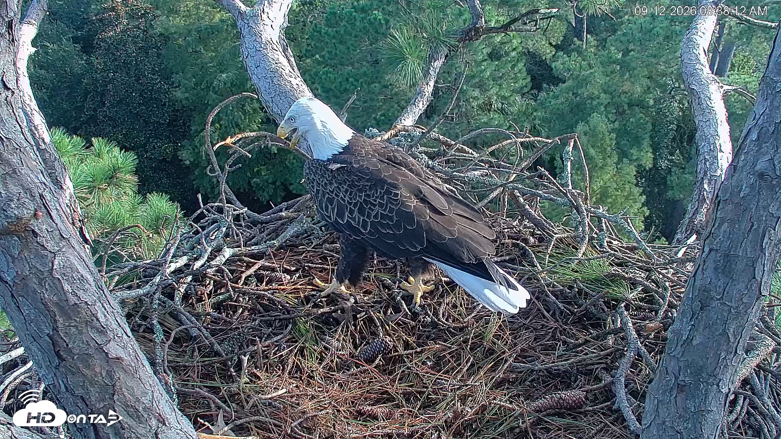Snapshot of Hilton Head Island Eagles Live Webcam taken Sep 12, 2026, 8:38am EDT