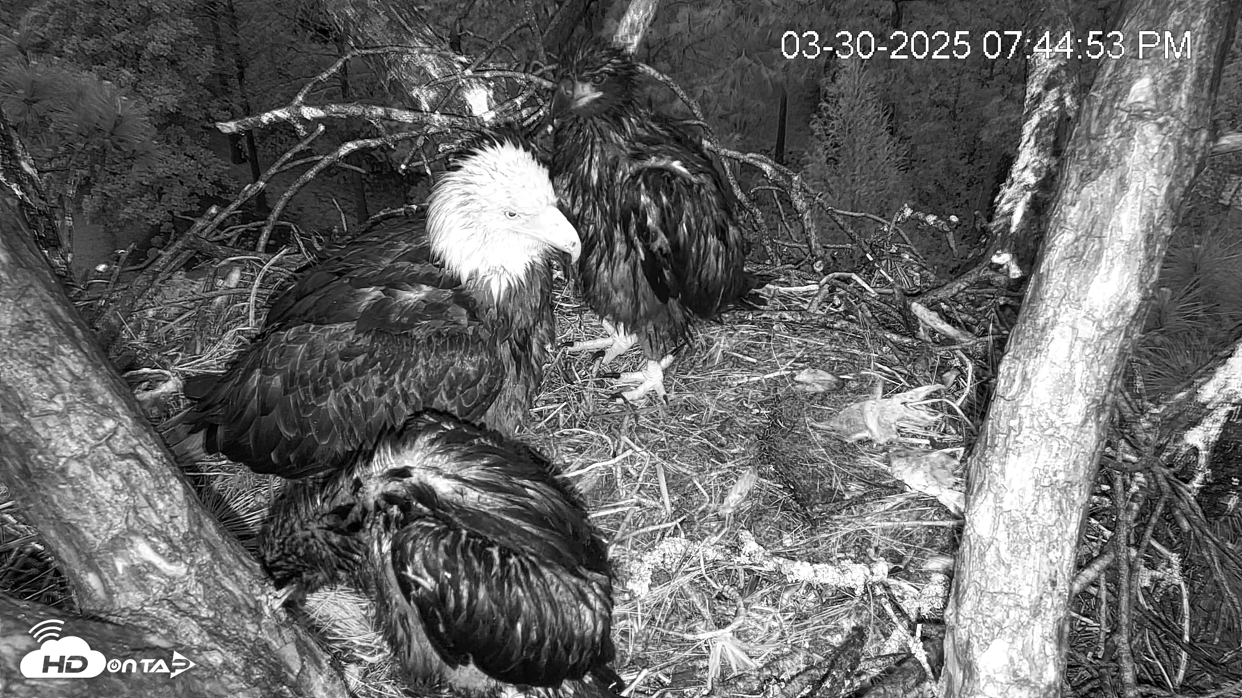 Snapshot of Hilton Head Island Eagles Live Webcam taken Mar 30, 2025, 8:04pm EDT