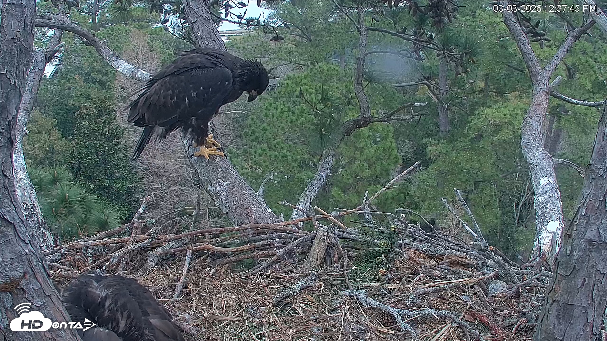 Snapshot of Hilton Head Island Eagles Live Webcam taken Mar 3, 2026, 12:38pm EST
