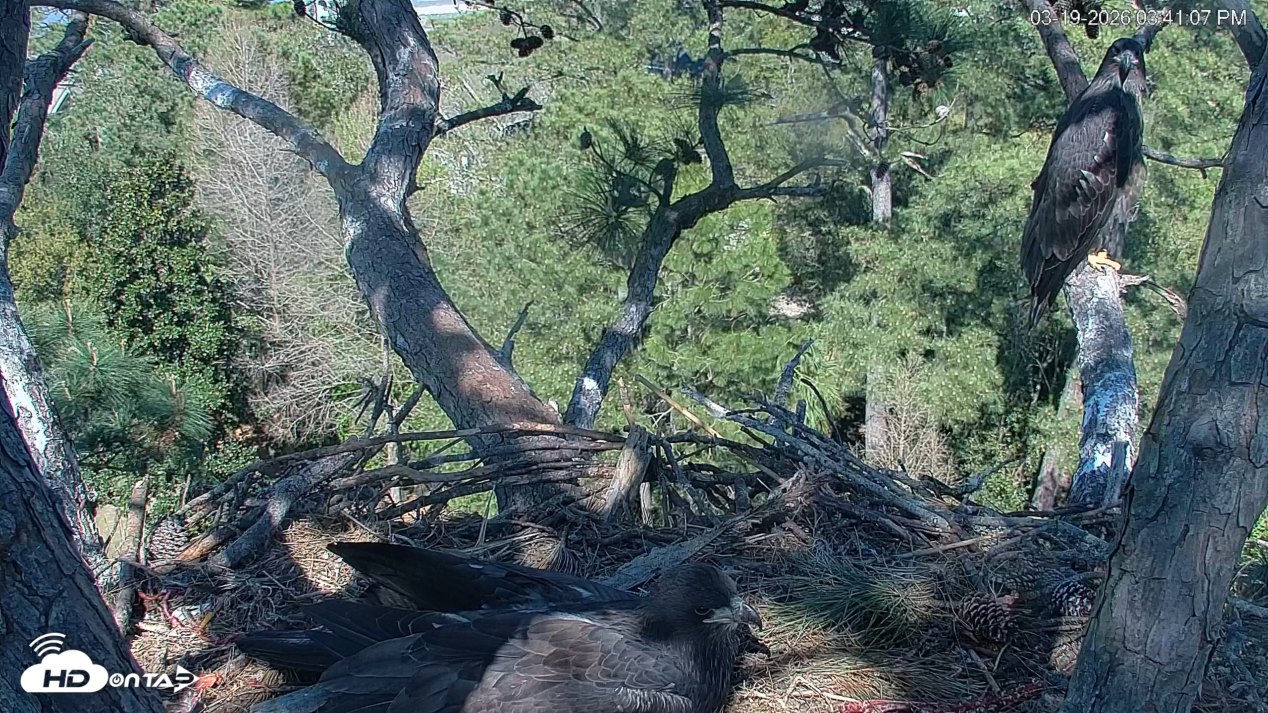Snapshot of Hilton Head Island Eagles Live Webcam taken Mar 19, 2026, 3:41pm EDT