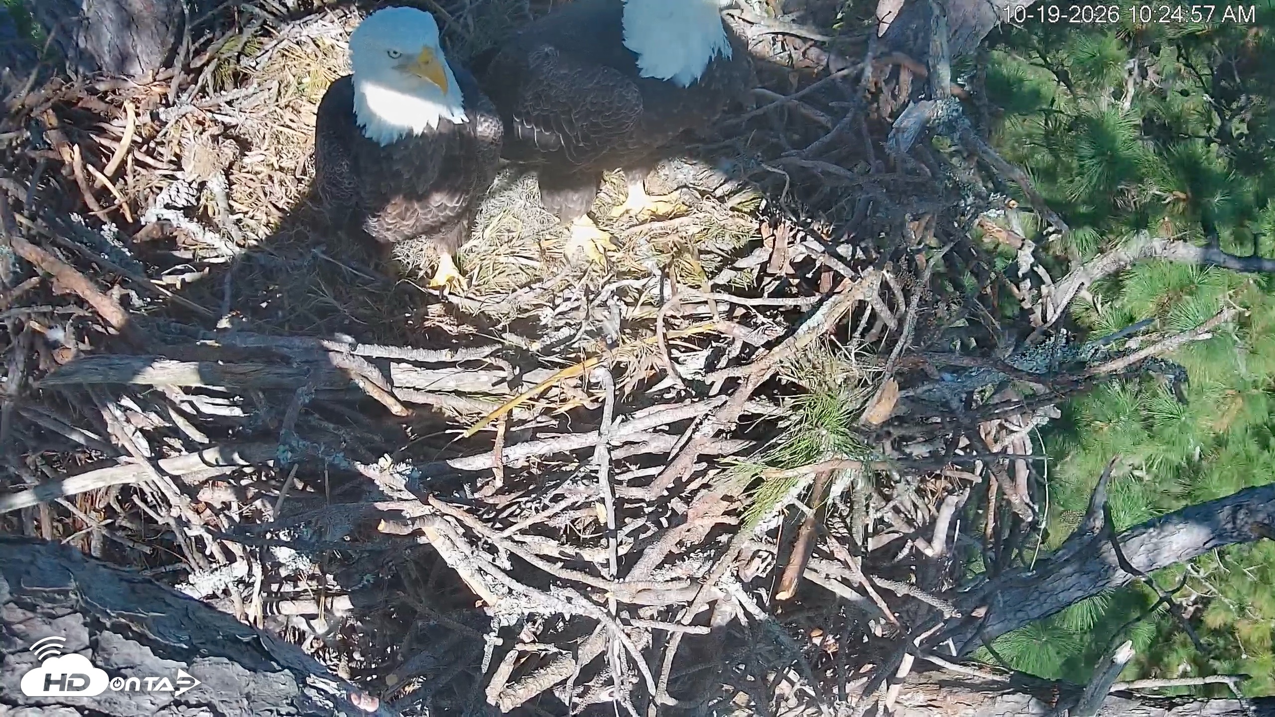 Snapshot of Hilton Head Island Eagles Live Webcam taken Oct 19, 2026, 10:25am EDT