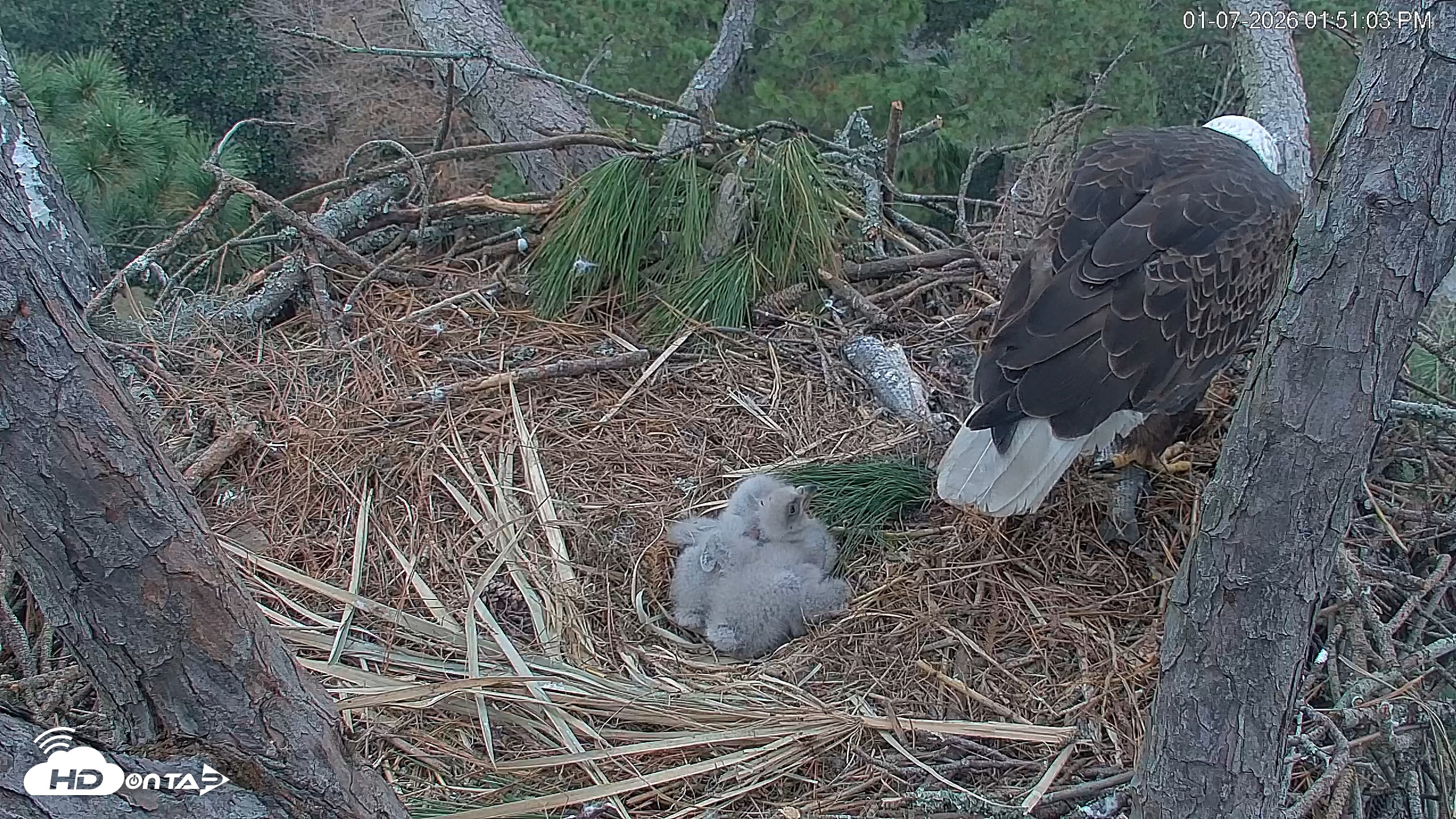 Snapshot of Hilton Head Island Eagles Live Webcam taken Jan 7, 2026, 1:51pm EST