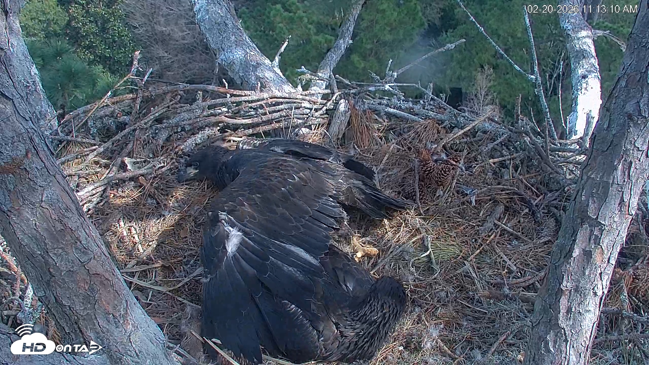 Snapshot of Hilton Head Island Eagles Live Webcam taken Feb 20, 2026, 11:16am EST
