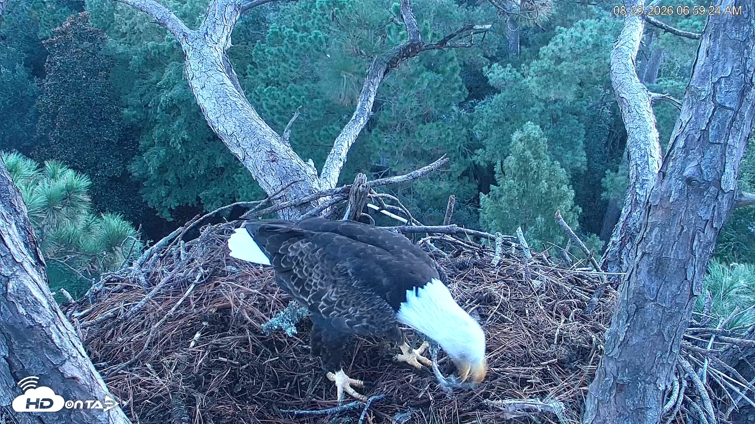 Snapshot of Hilton Head Island Eagles Live Webcam taken Aug 23, 2026, 6:59am EDT