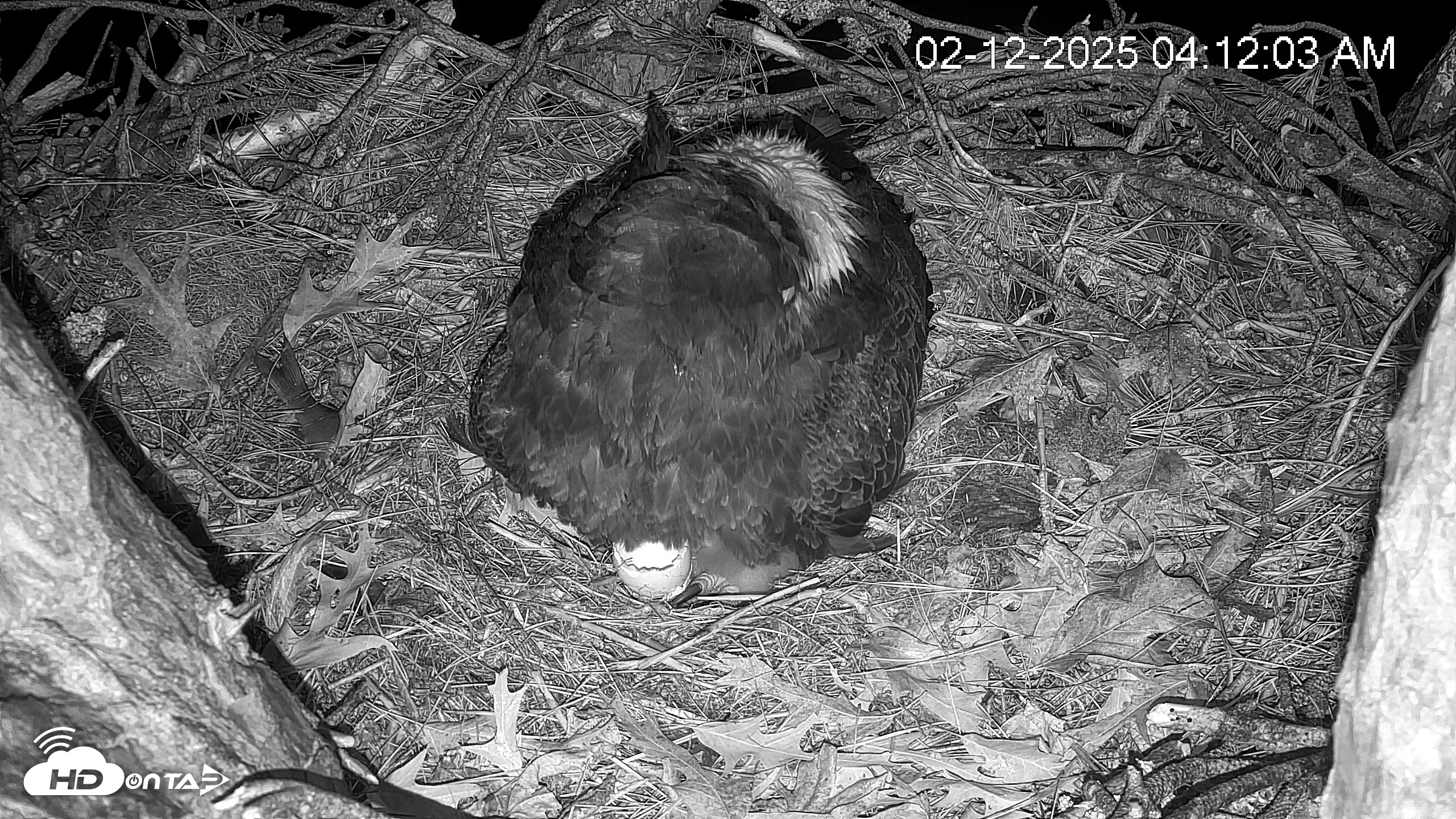 Snapshot of Hilton Head Island Eagles Live Webcam taken Feb 12, 2025, 4:12am EST