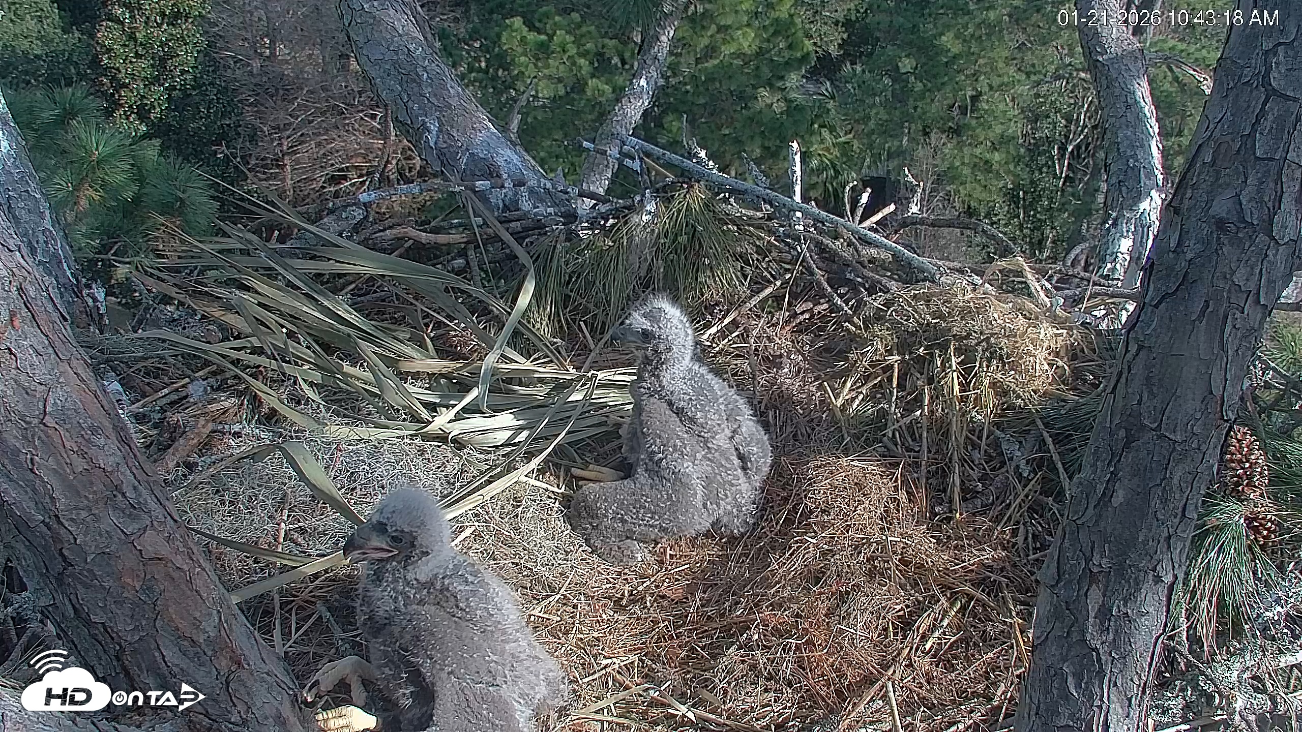 Snapshot of Hilton Head Island Eagles Live Webcam taken Jan 21, 2026, 10:43am EST