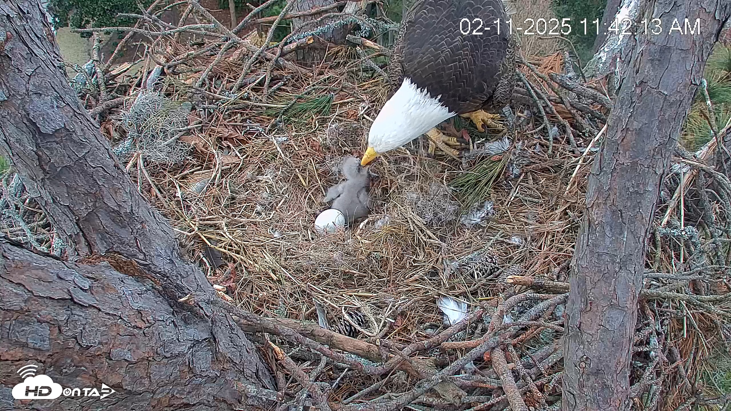 Snapshot of Hilton Head Island Eagles Live Webcam taken Feb 11, 2025, 11:42am EST