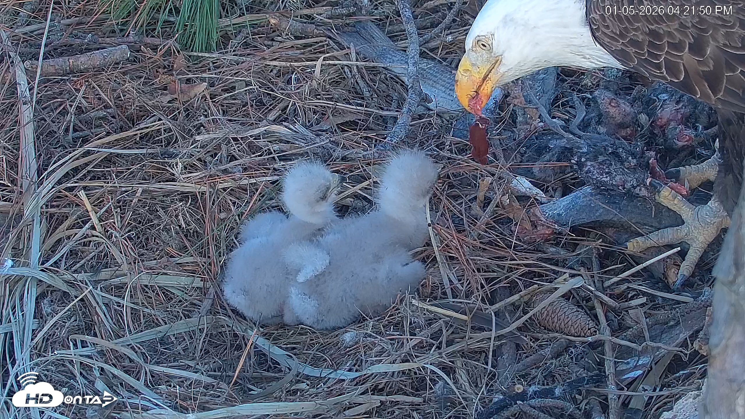 Snapshot of Hilton Head Island Eagles Live Webcam taken Jan 5, 2026, 4:22pm EST