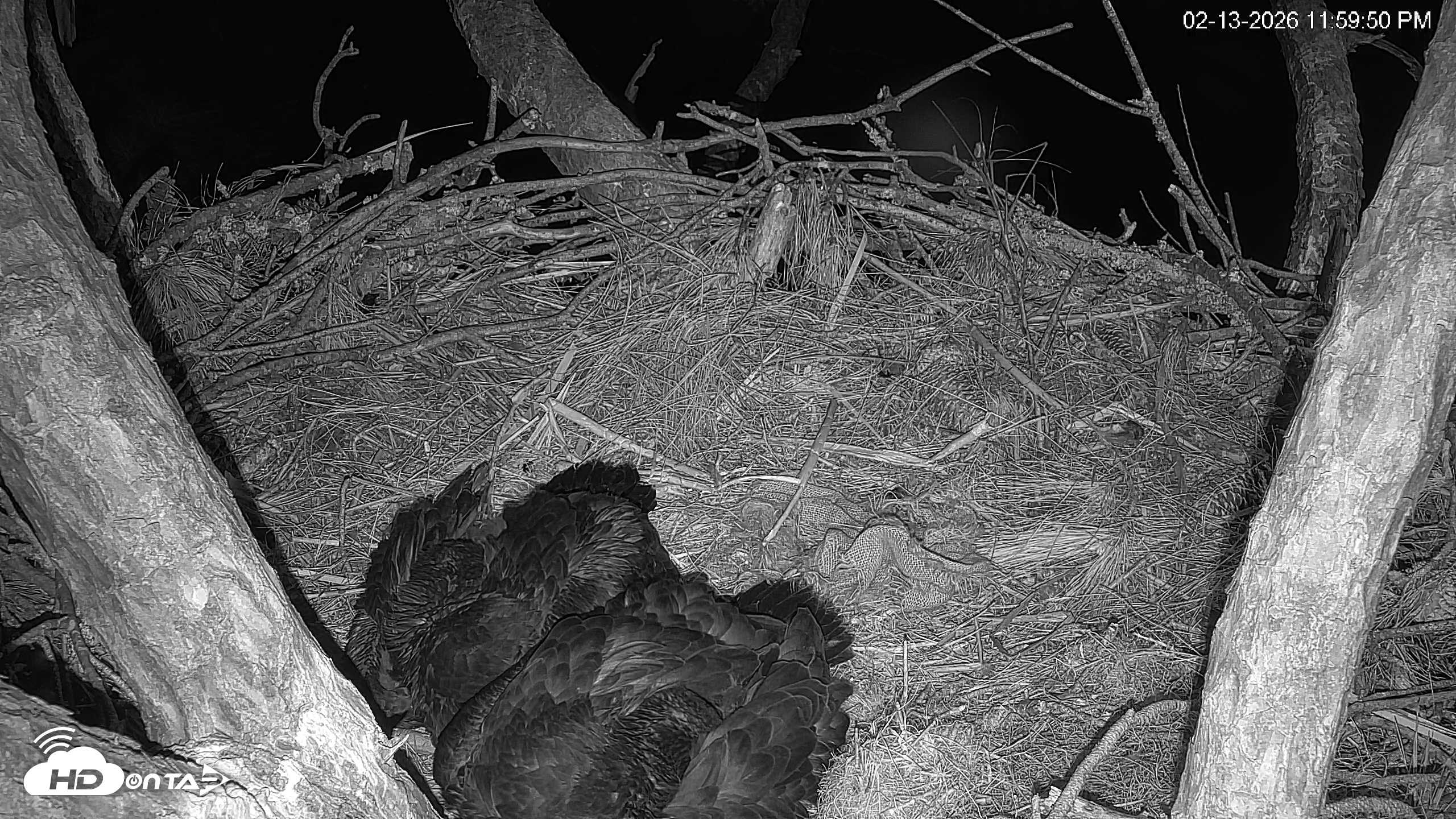 Snapshot of Hilton Head Island Eagles Live Webcam taken Feb 14, 2026, 12:00am EST