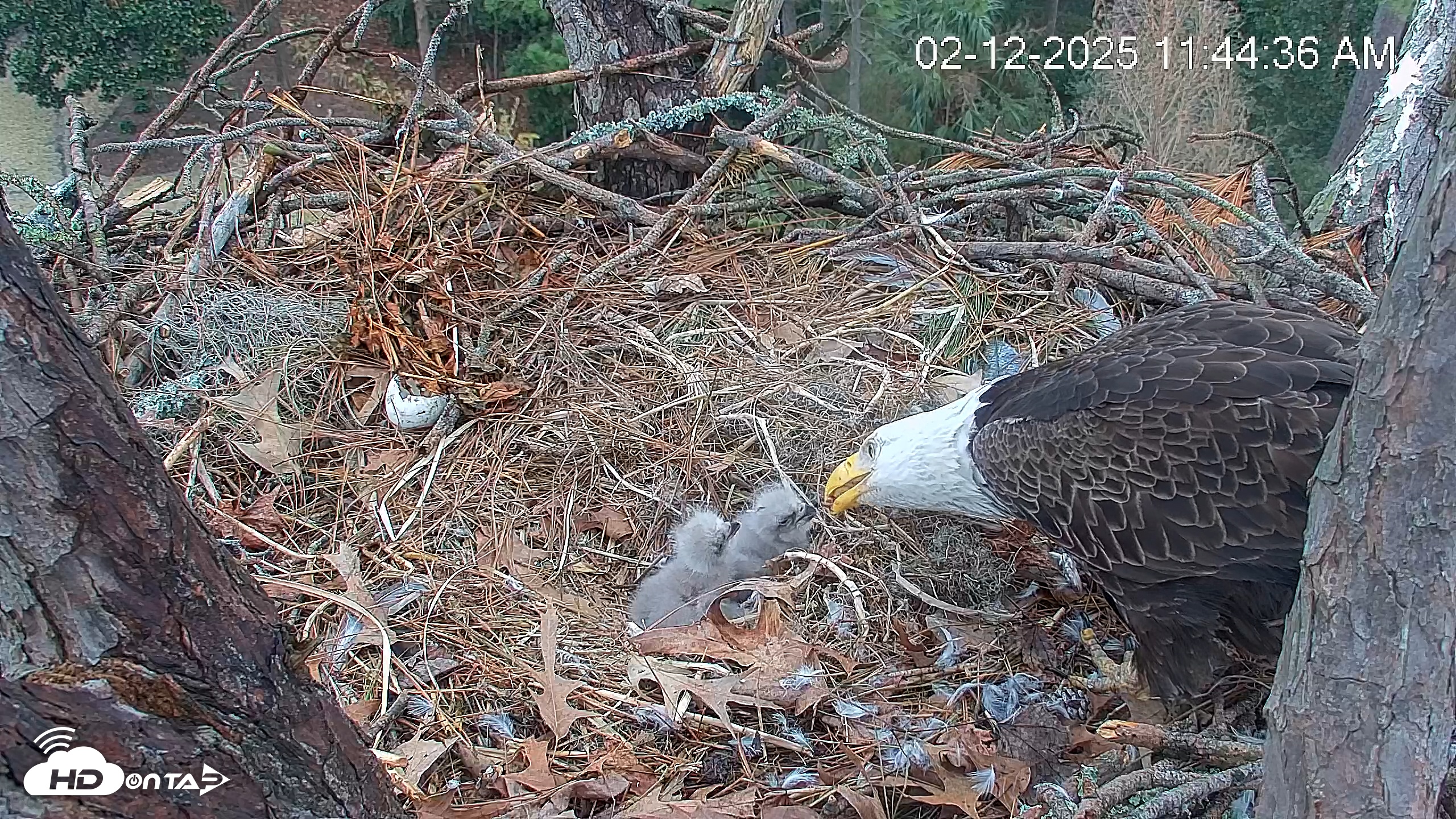 Snapshot of Hilton Head Island Eagles Live Webcam taken Feb 12, 2025, 11:45am EST