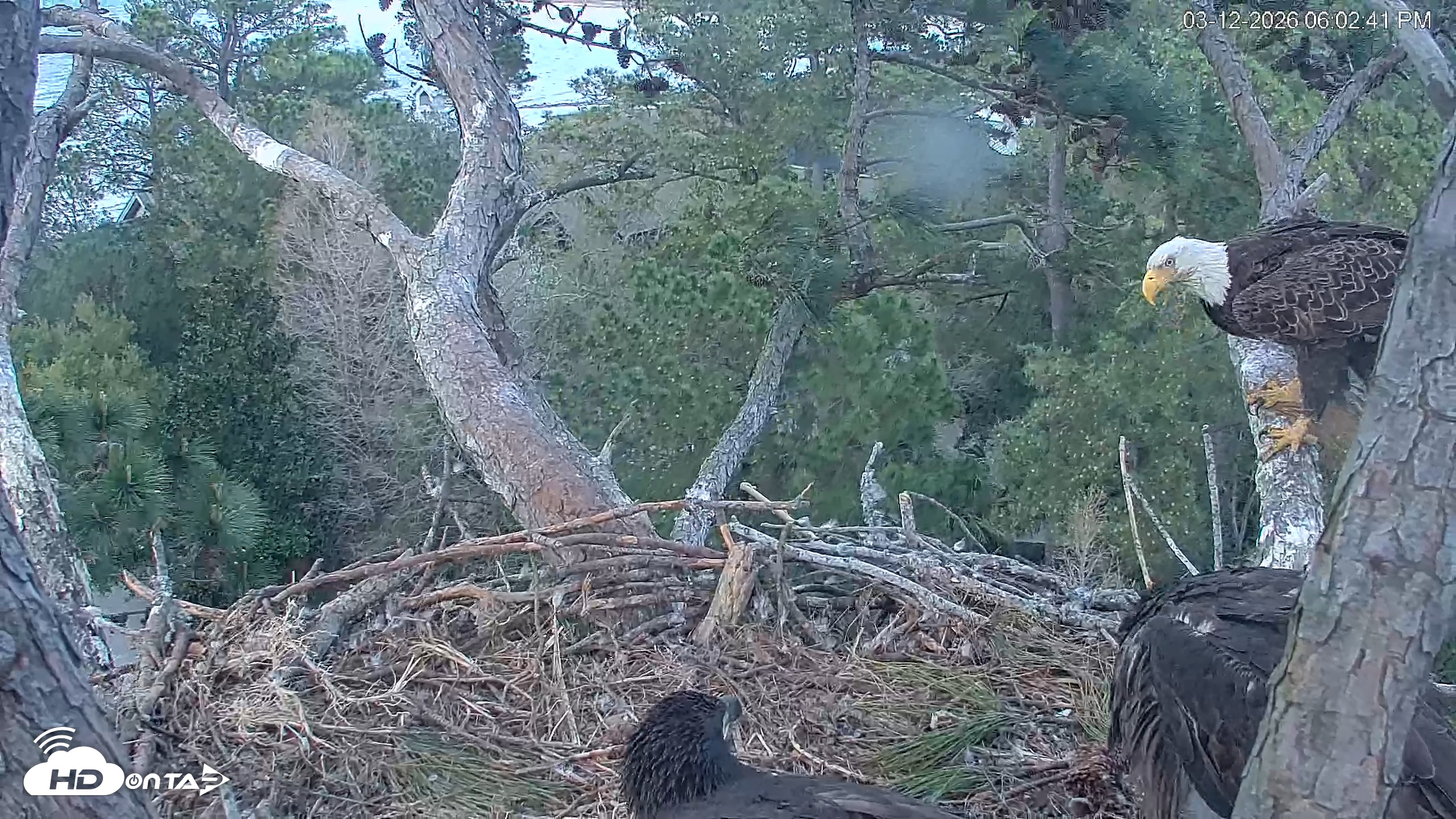 Snapshot of Hilton Head Island Eagles Live Webcam taken Mar 12, 2026, 6:03pm EDT