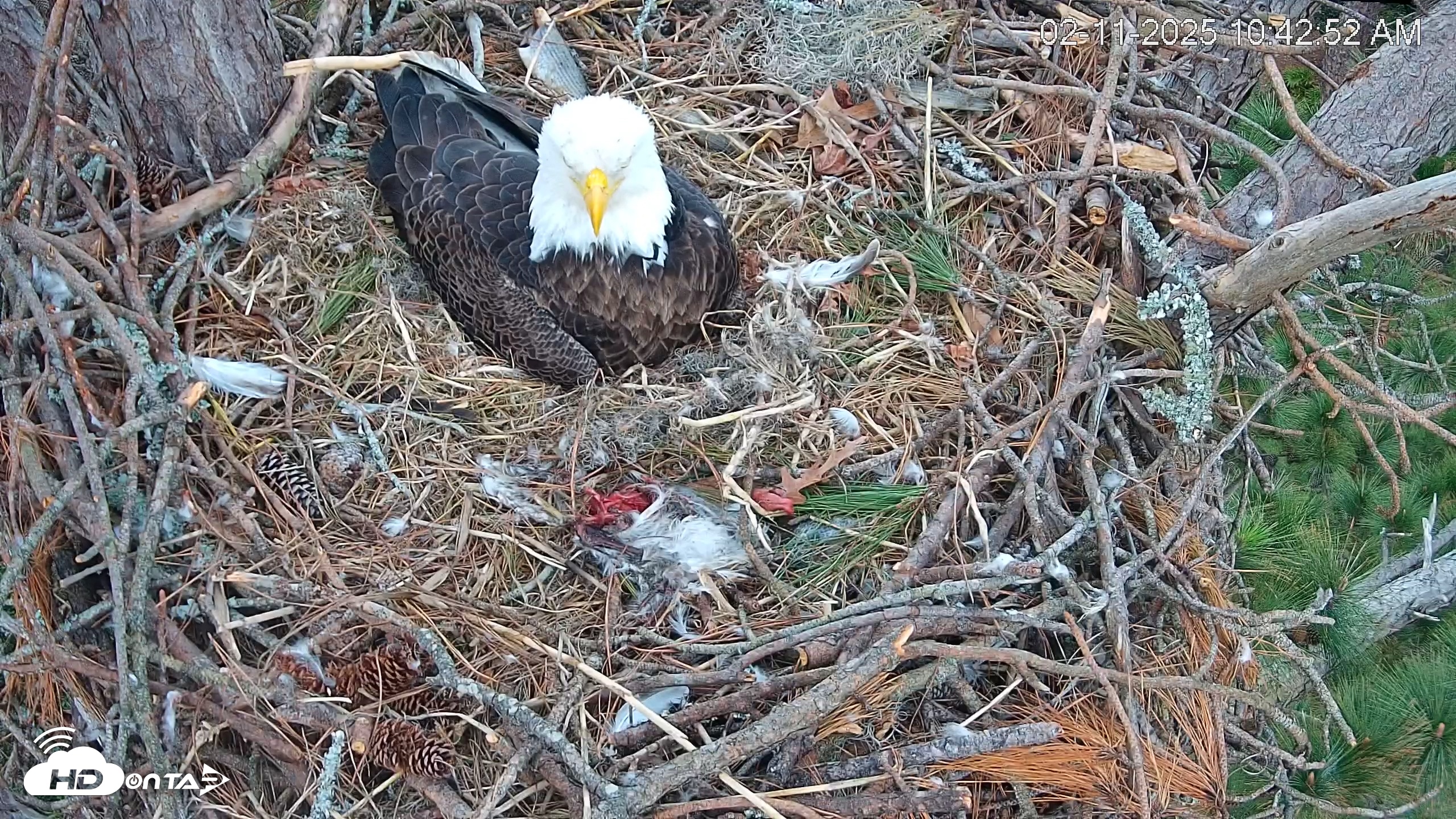 Snapshot of Hilton Head Island Eagles Live Webcam taken Feb 11, 2025, 10:43am EST