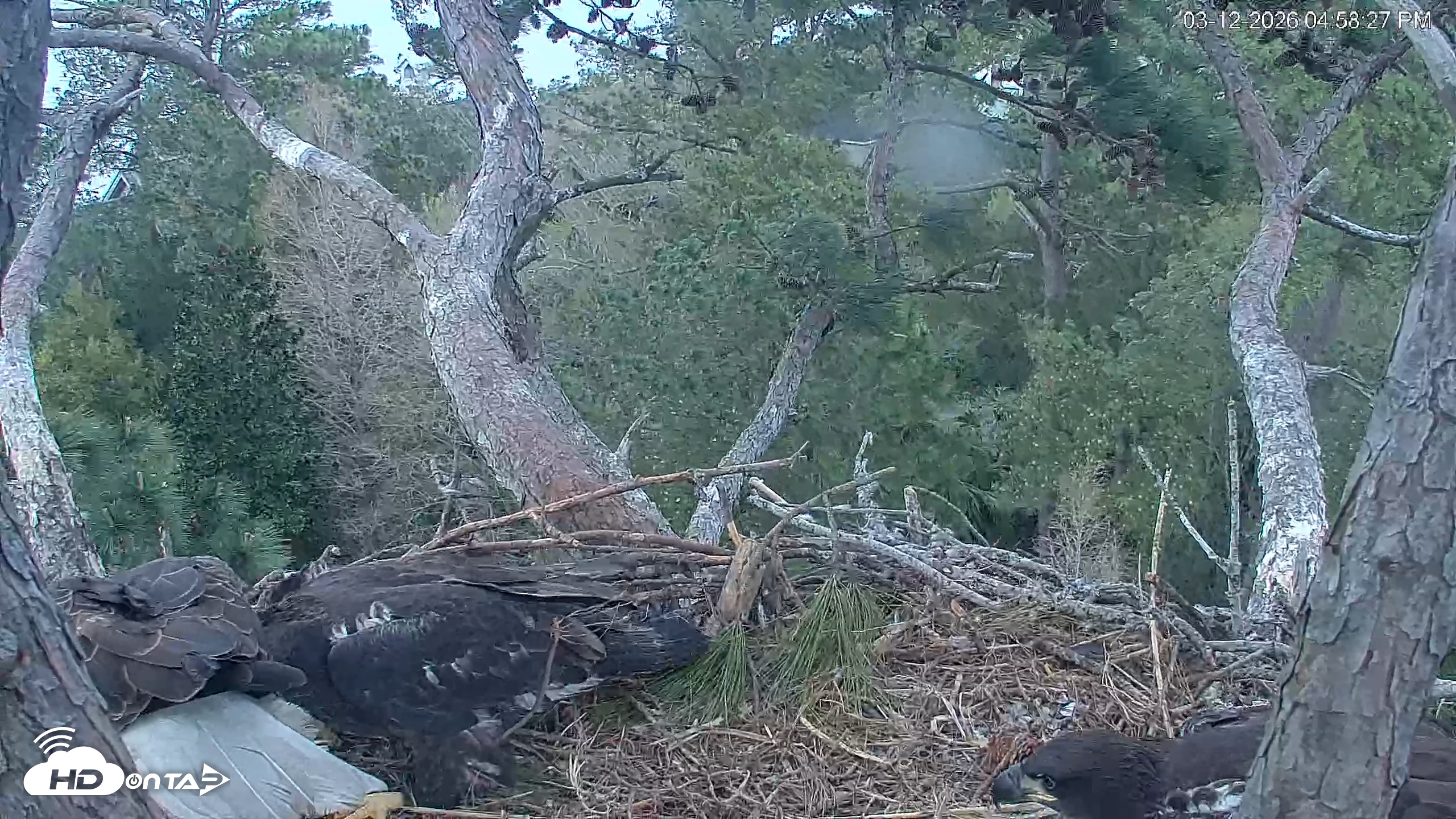 Snapshot of Hilton Head Island Eagles Live Webcam taken Mar 12, 2026, 4:58pm EDT