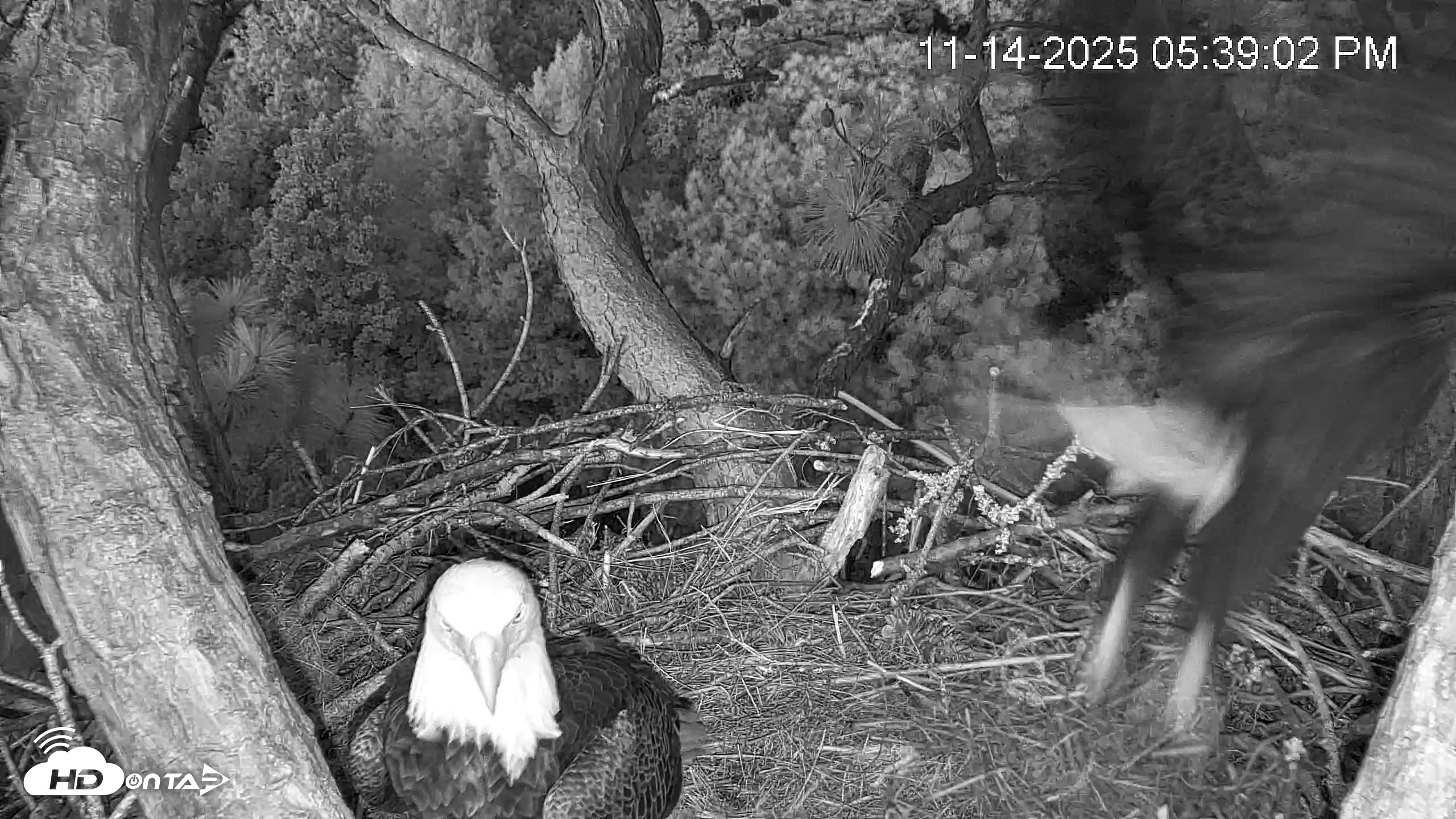 Snapshot of Hilton Head Island Eagles Live Webcam taken Nov 14, 2025, 5:39pm EST