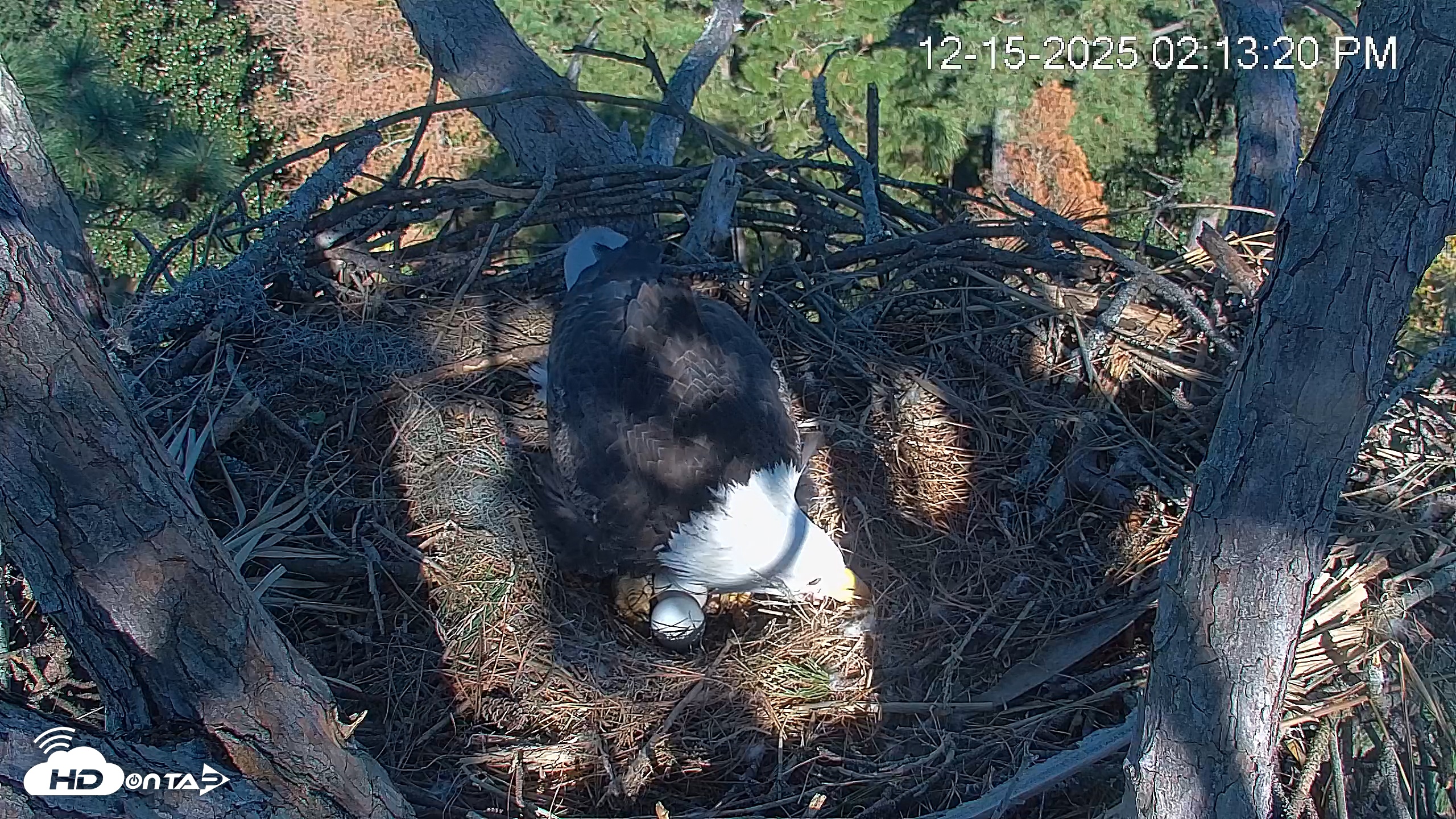 Snapshot of Hilton Head Island Eagles Live Webcam taken Dec 15, 2025, 2:14pm EST