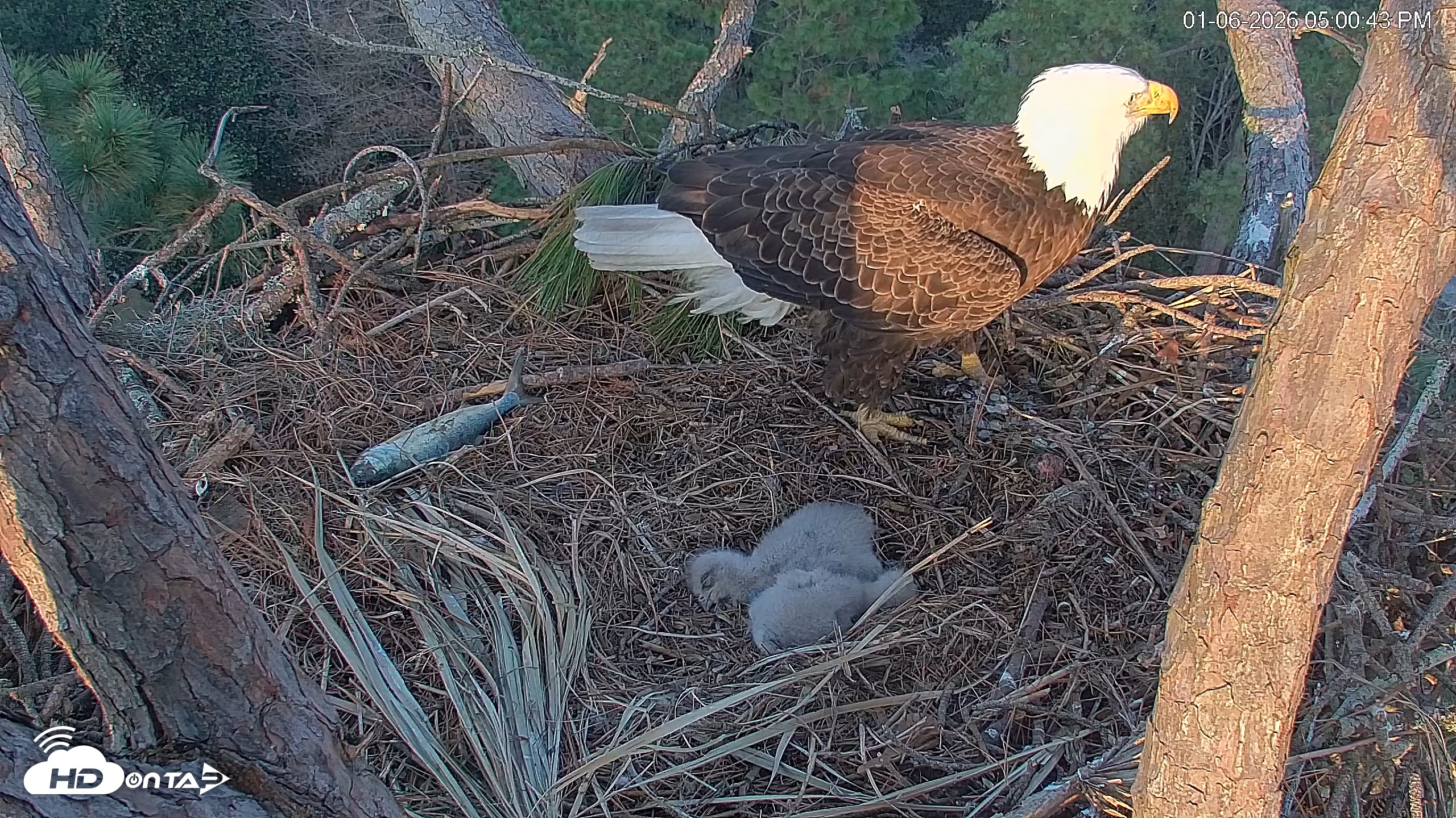 Snapshot of Hilton Head Island Eagles Live Webcam taken Jan 6, 2026, 5:01pm EST