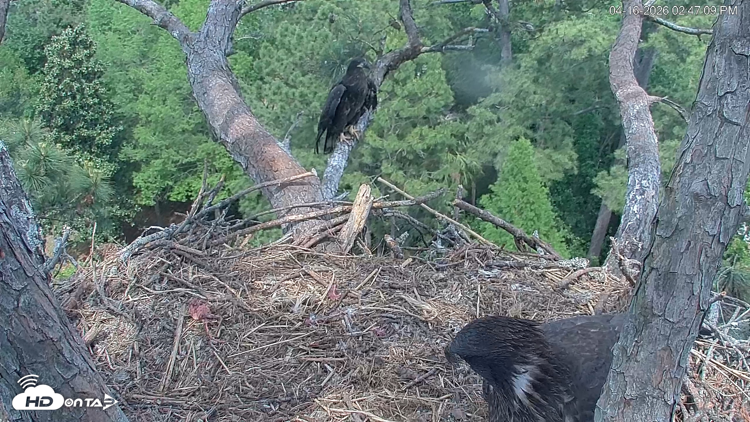 Snapshot of Hilton Head Island Eagles Live Webcam taken Apr 16, 2026, 2:47pm EDT