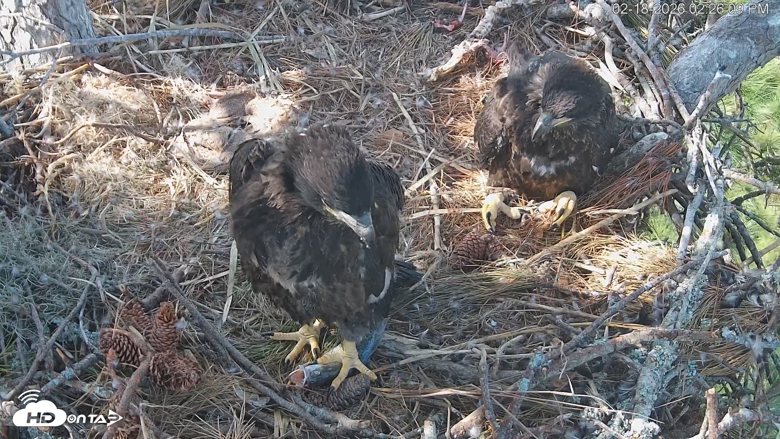 Snapshot of Hilton Head Island Eagles Live Webcam taken Feb 18, 2026, 2:26pm EST