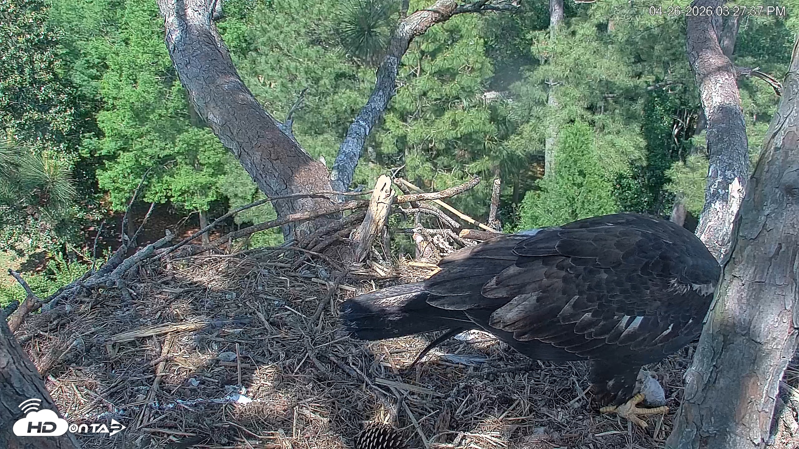 Snapshot of Hilton Head Island Eagles Live Webcam taken Apr 26, 2026, 3:28pm EDT