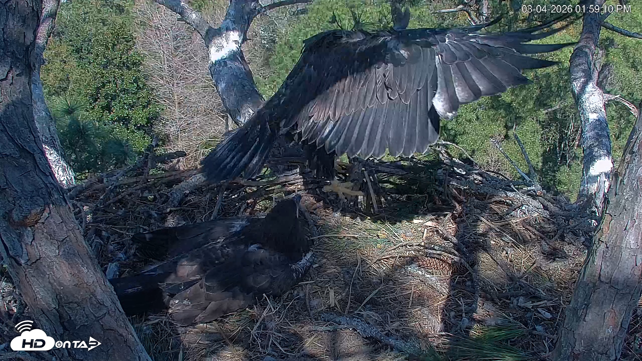 Snapshot of Hilton Head Island Eagles Live Webcam taken Mar 4, 2026, 2:00pm EST