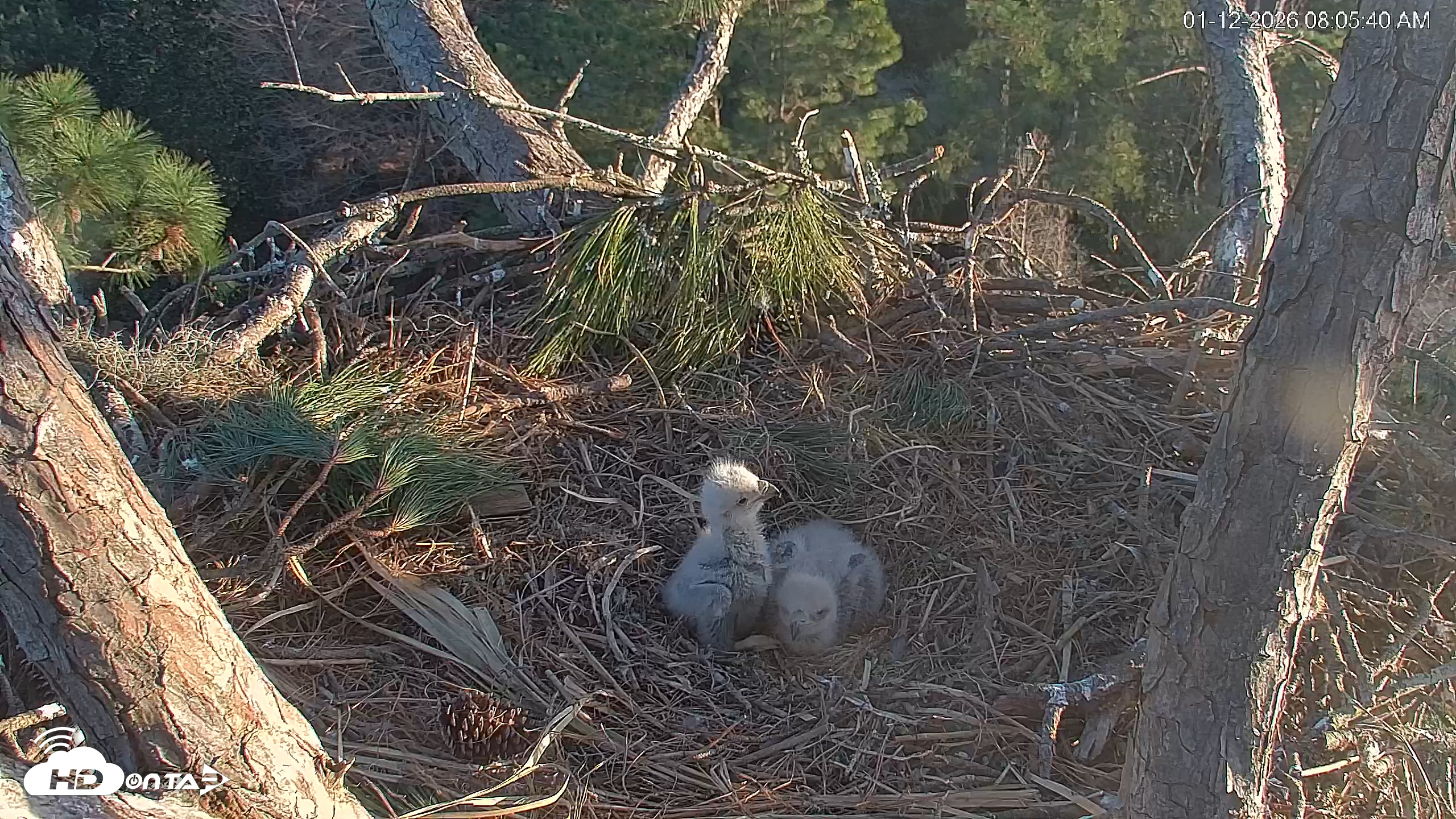Snapshot of Hilton Head Island Eagles Live Webcam taken Jan 12, 2026, 8:06am EST