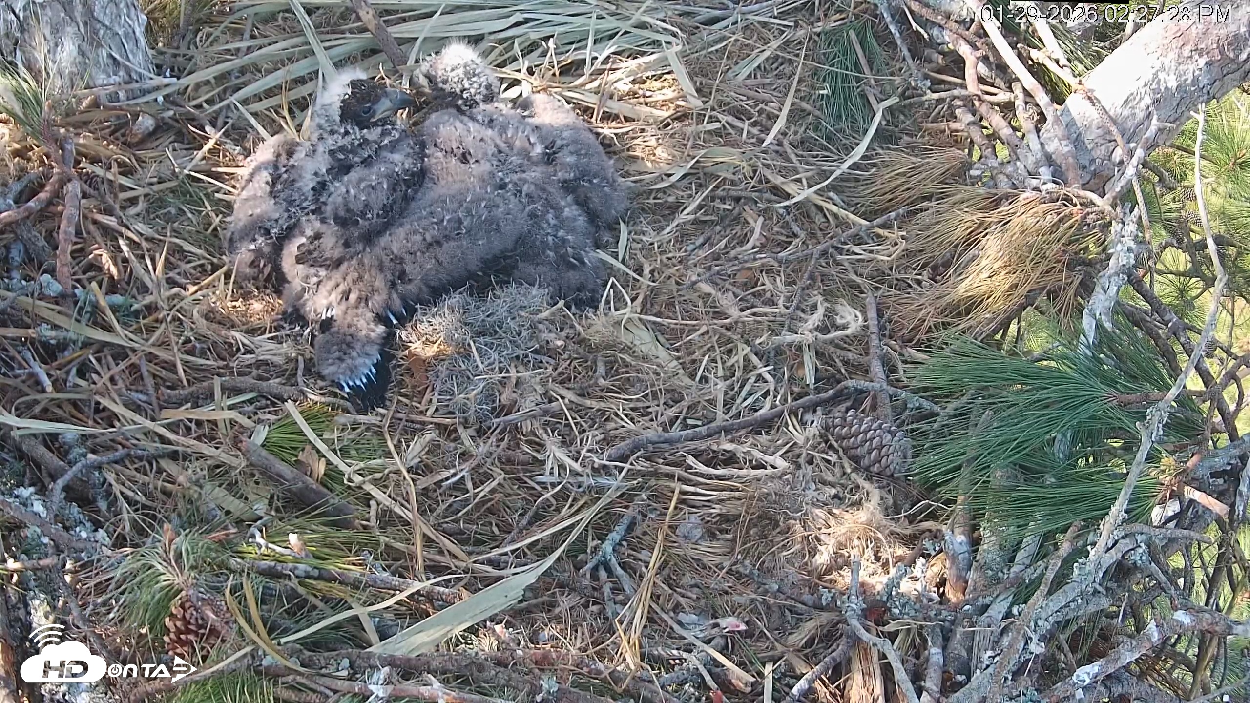 Snapshot of Hilton Head Island Eagles Live Webcam taken Jan 29, 2026, 2:28pm EST