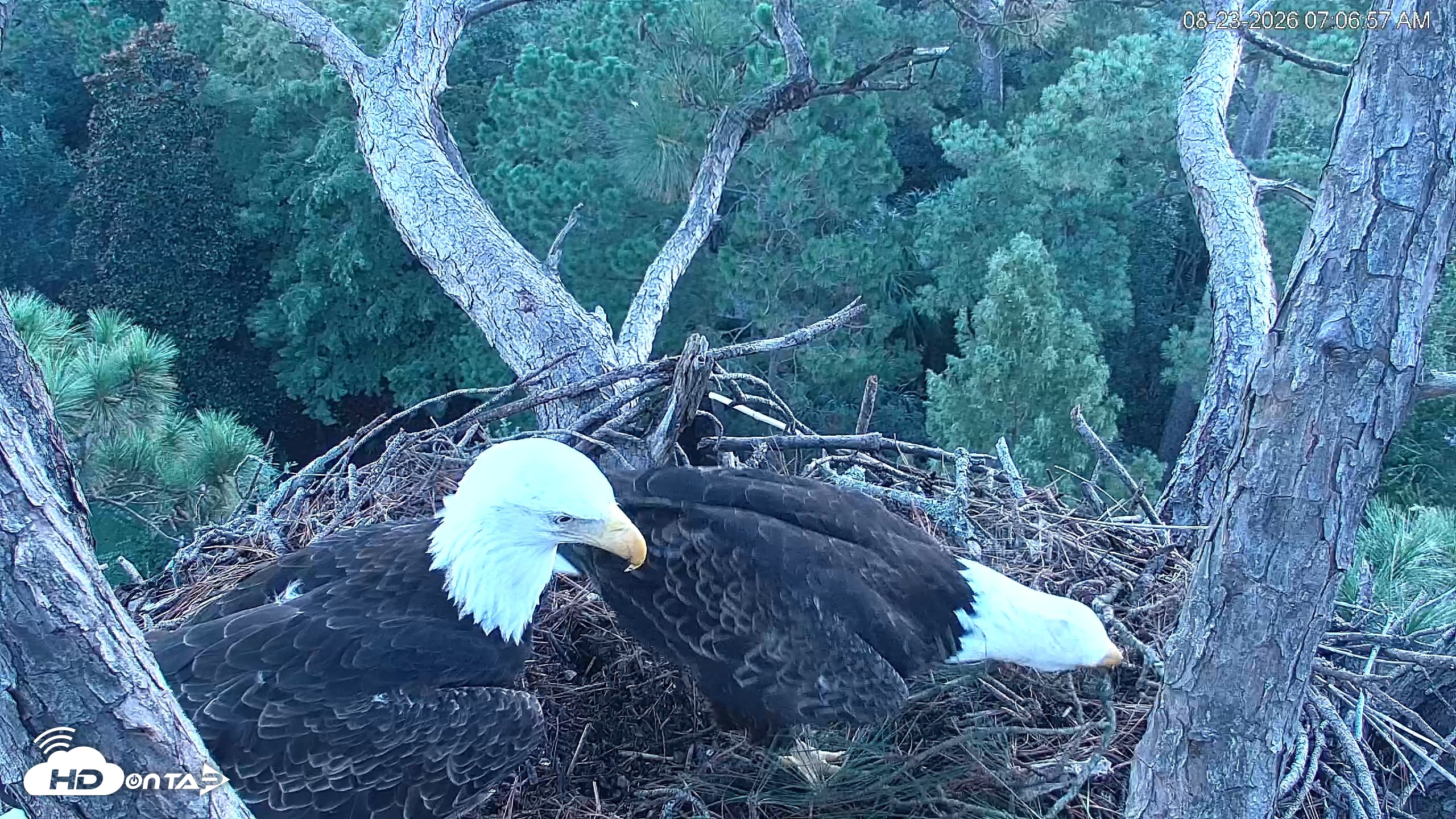 Snapshot of Hilton Head Island Eagles Live Webcam taken Aug 23, 2026, 7:07am EDT