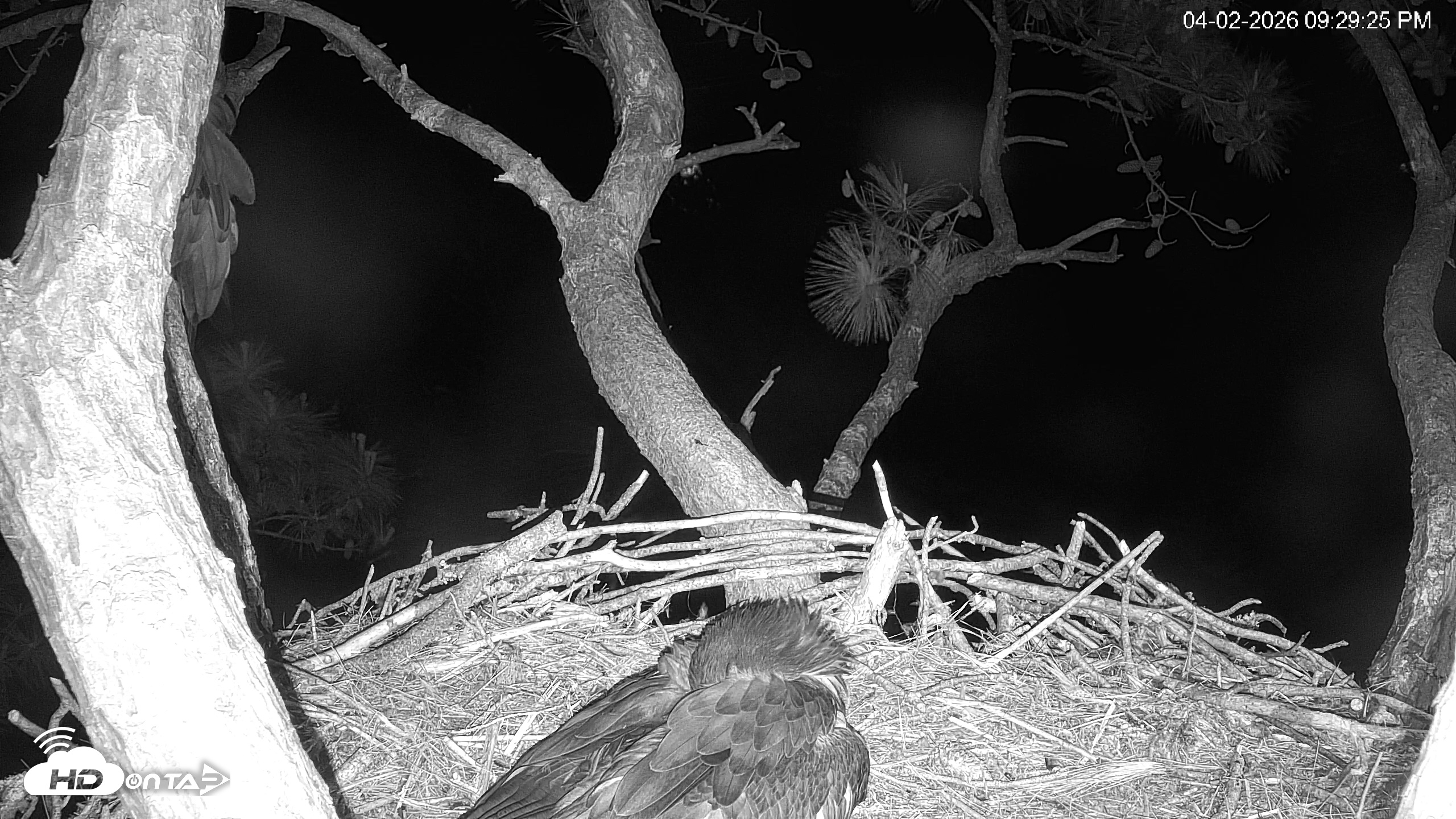 Snapshot of Hilton Head Island Eagles Live Webcam taken Apr 2, 2026, 9:29pm EDT