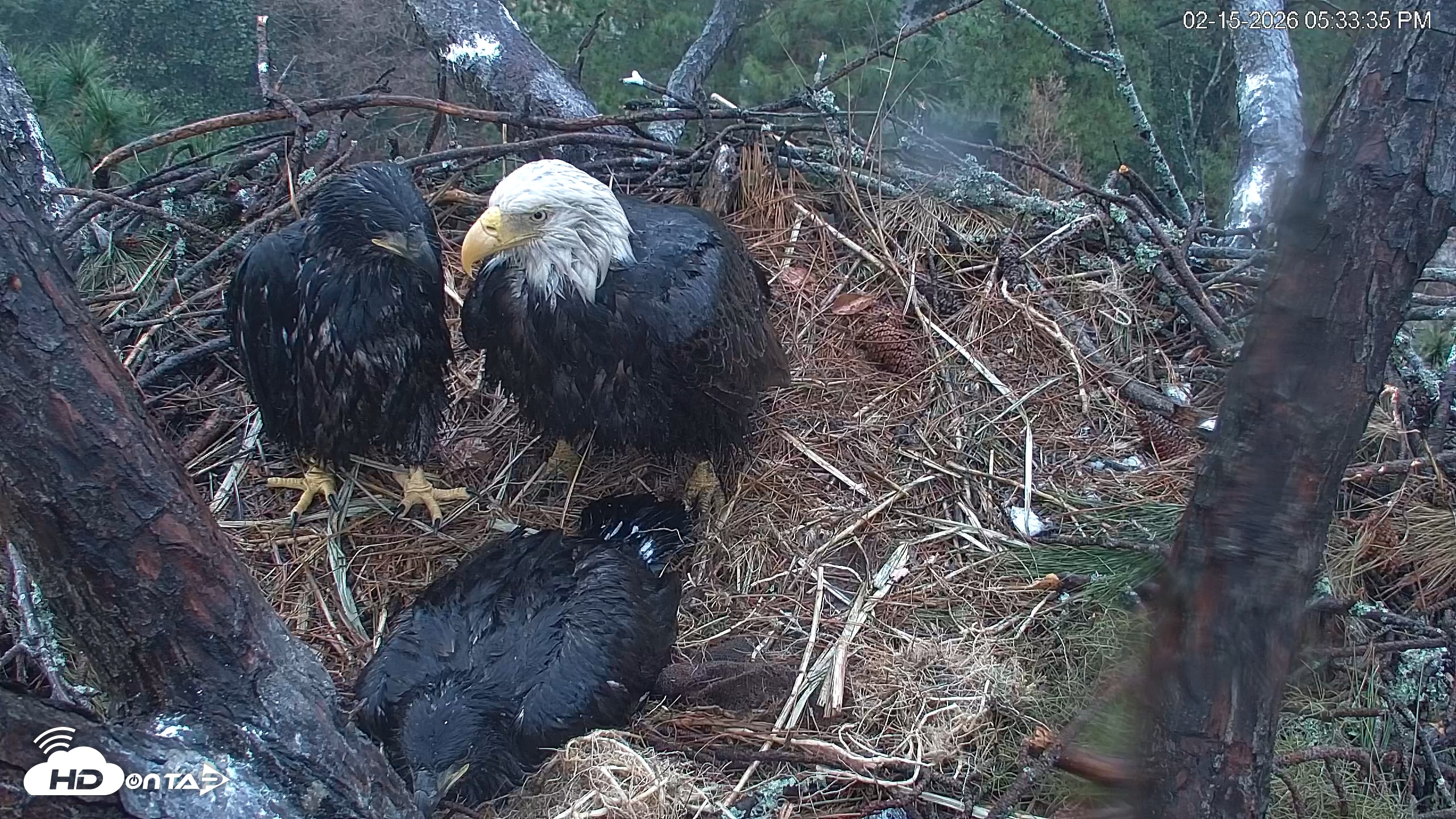 Snapshot of Hilton Head Island Eagles Live Webcam taken Feb 15, 2026, 5:35pm EST