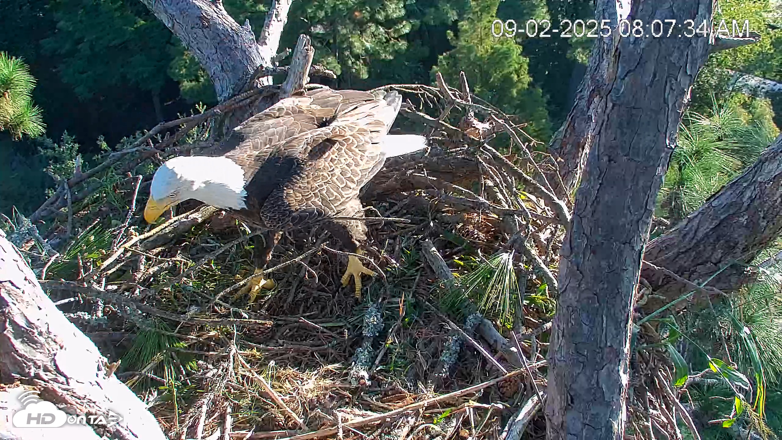 Snapshot of Hilton Head Island Eagles Live Webcam taken Sep 2, 2025, 8:08am EDT