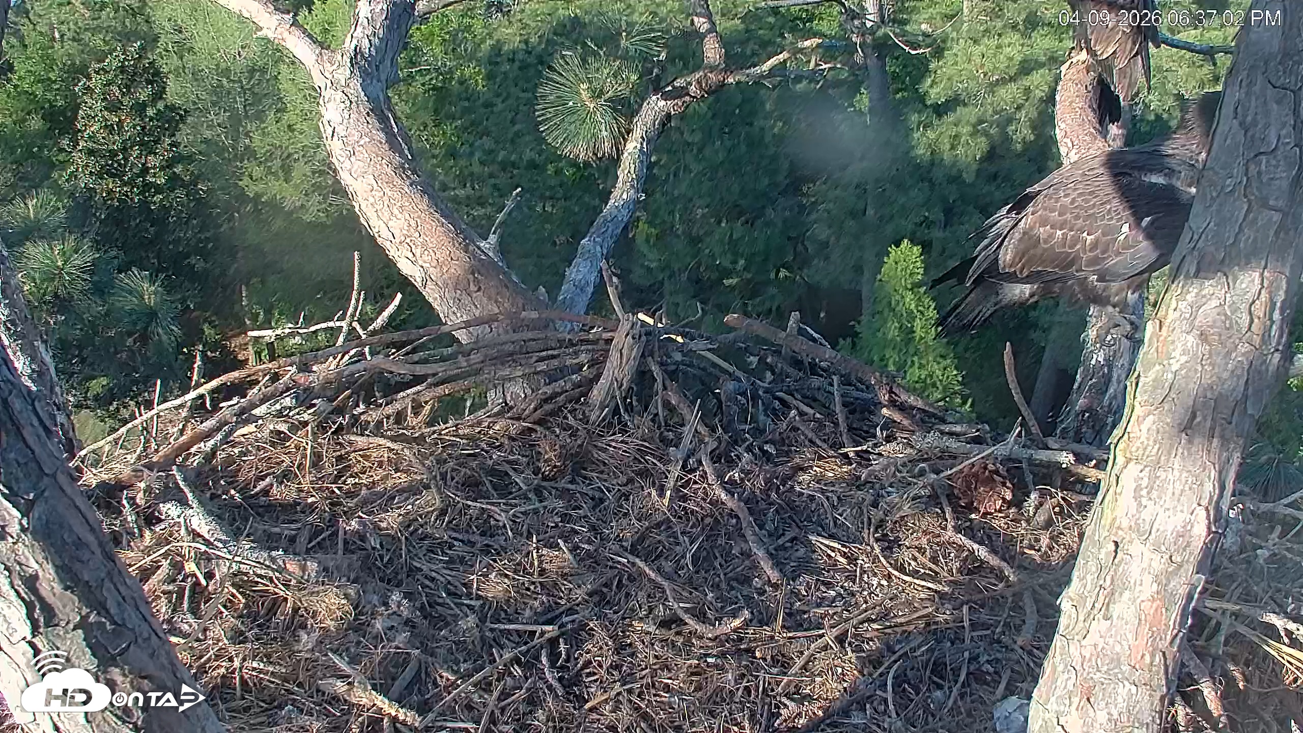 Snapshot of Hilton Head Island Eagles Live Webcam taken Apr 9, 2026, 6:37pm EDT
