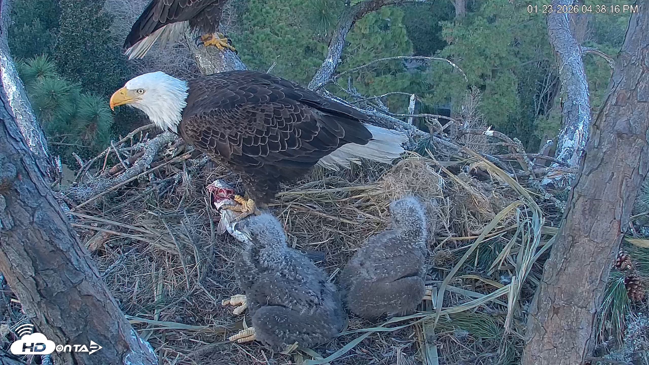 Snapshot of Hilton Head Island Eagles Live Webcam taken Jan 23, 2026, 4:39pm EST
