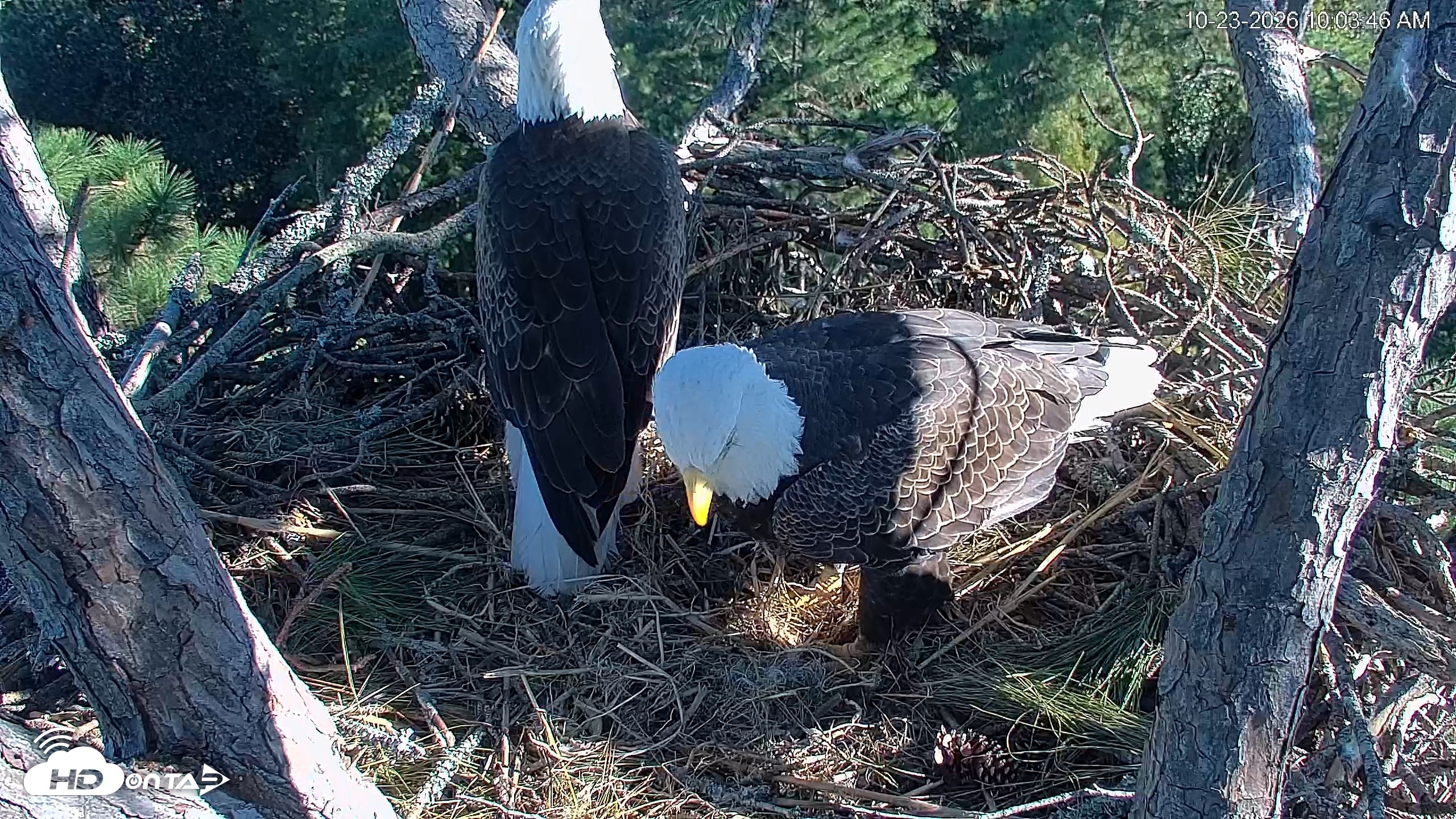 Snapshot of Hilton Head Island Eagles Live Webcam taken Oct 23, 2026, 10:04am EDT