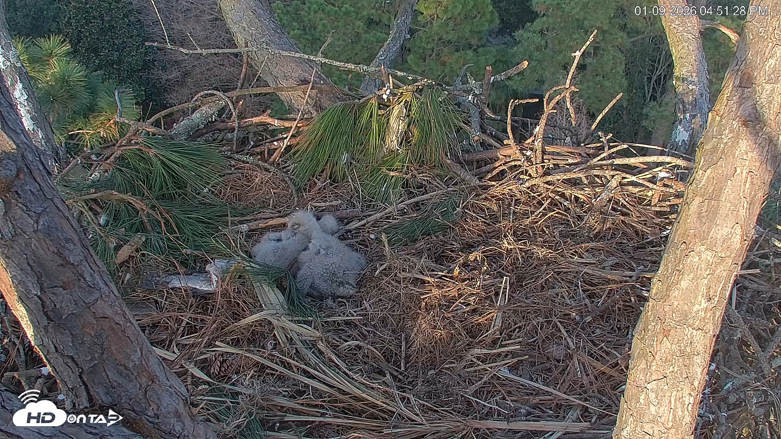 Snapshot of Hilton Head Island Eagles Live Webcam taken Jan 9, 2026, 4:52pm EST